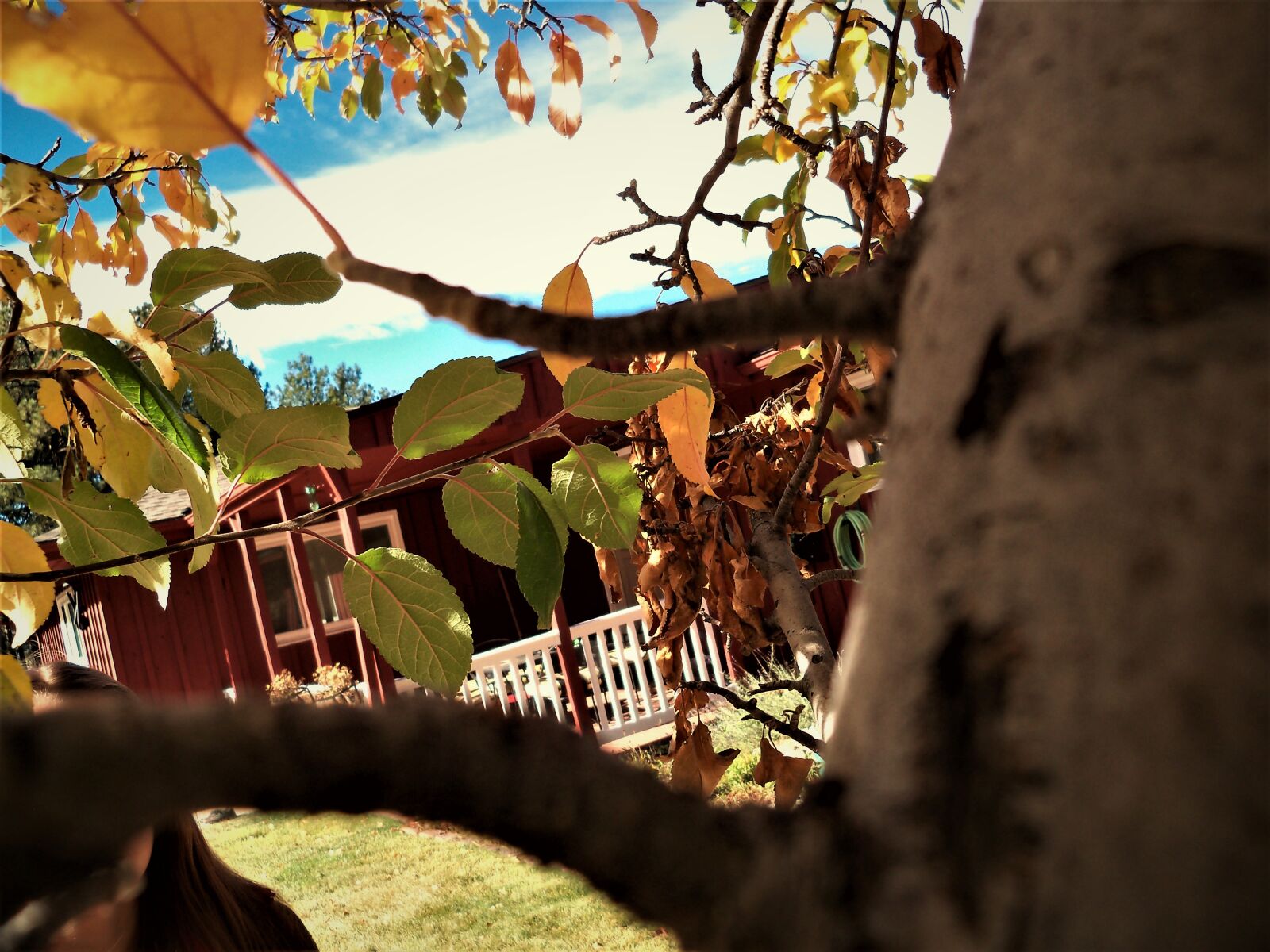 Kodak EasyShare Z915 sample photo. Fall photography