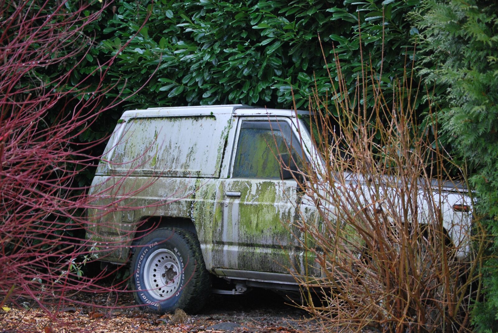 Nikon D60 sample photo. Jeep, car, shrubs photography