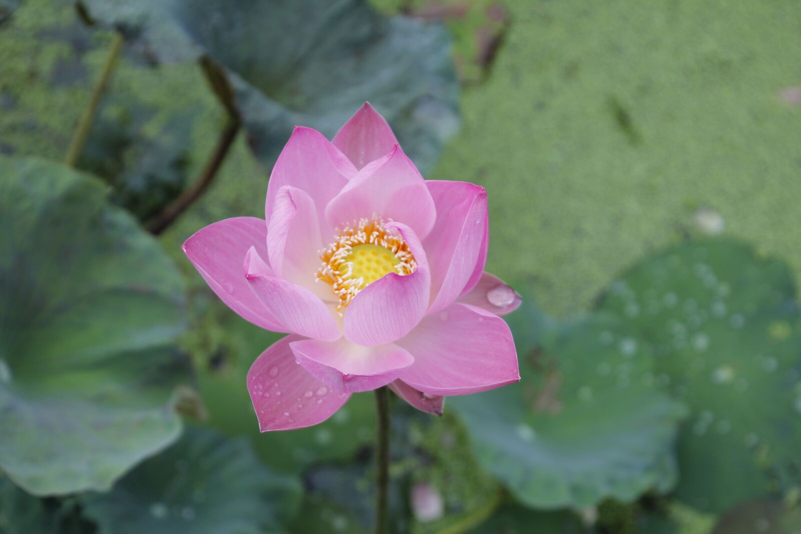 Canon EOS 60D sample photo. Water lily, rose, blossom photography