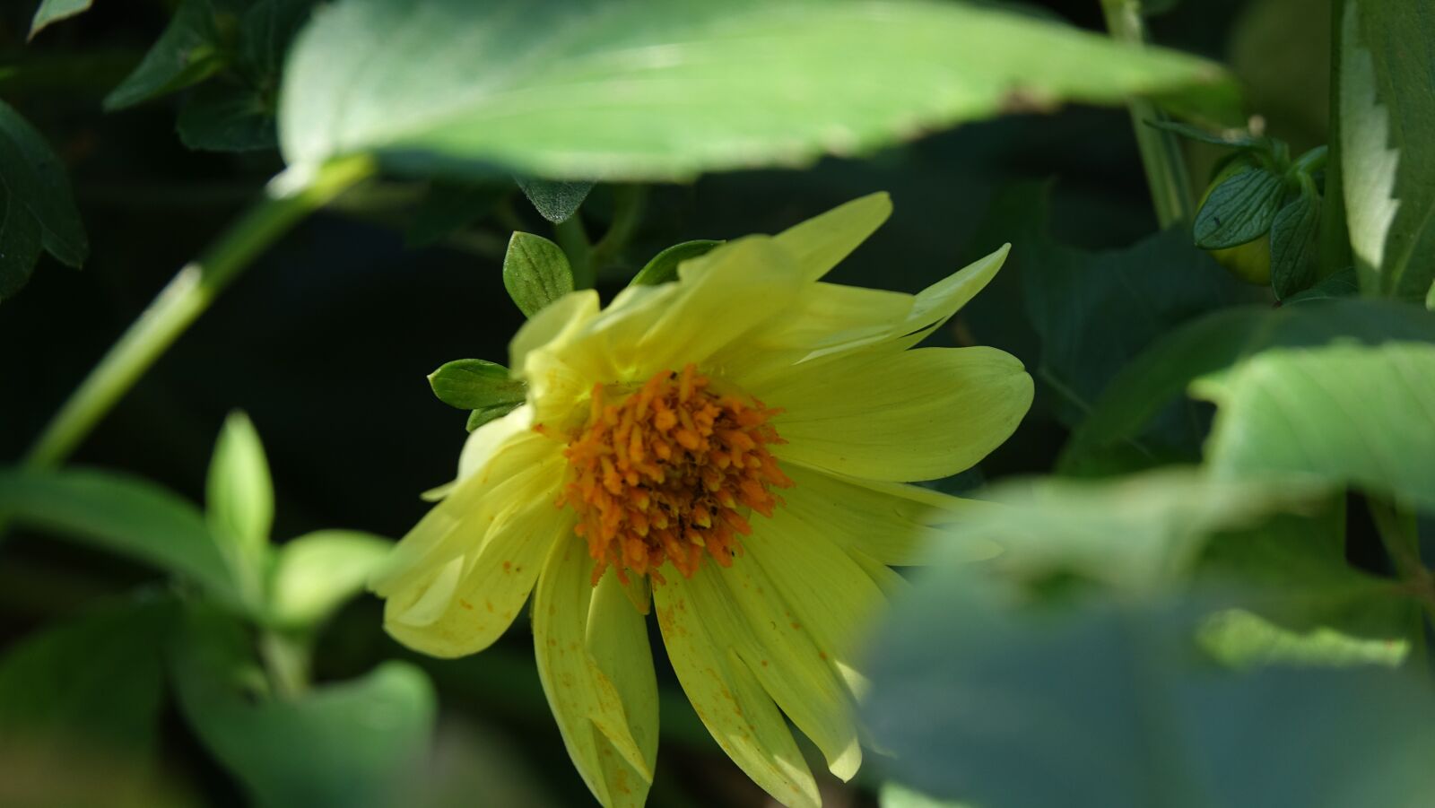 Sony Cyber-shot DSC-RX10 III sample photo. Flowers, yellow flower, plants photography