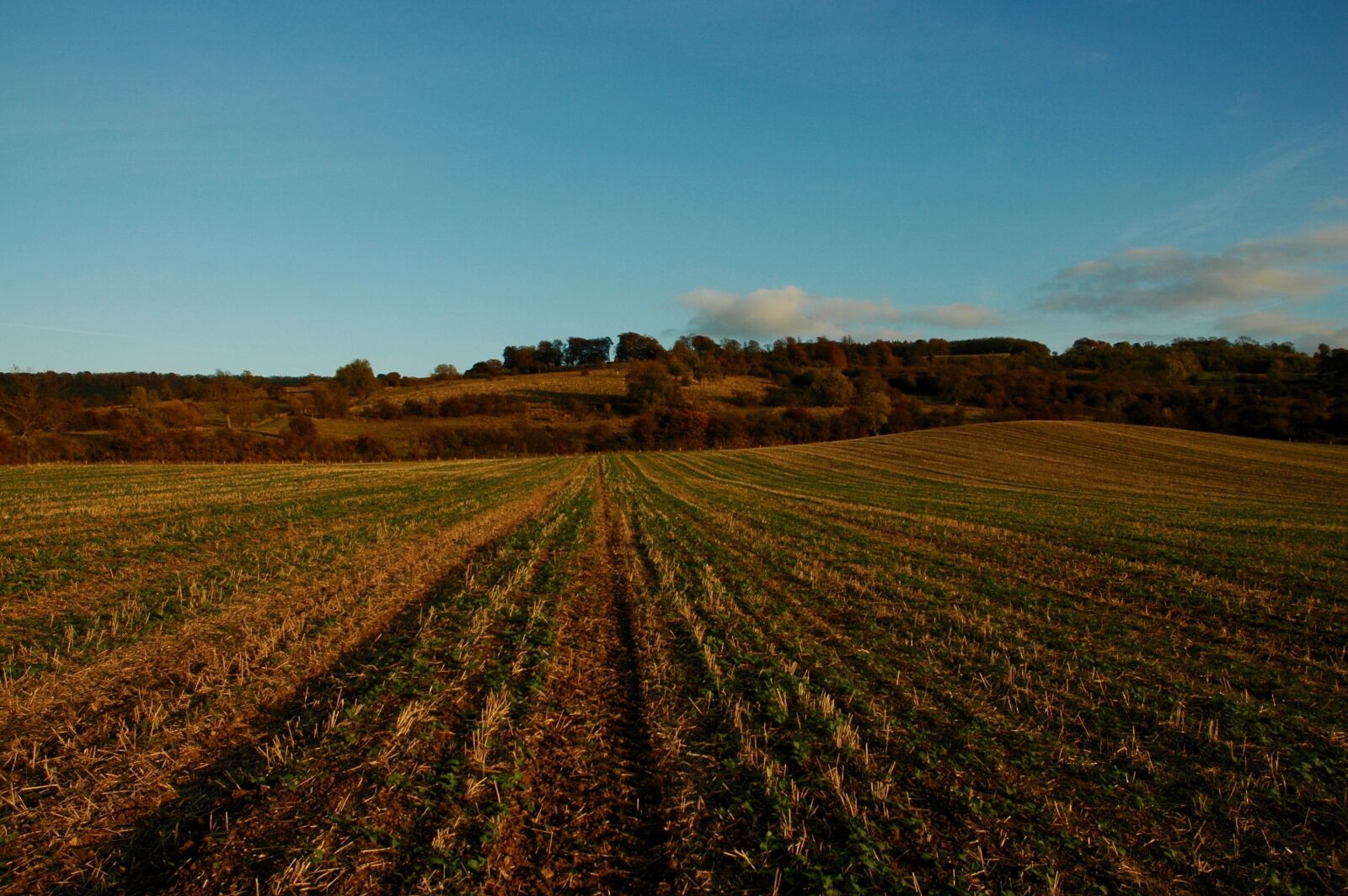 Nikon D70s sample photo. Field, autumn, fall photography