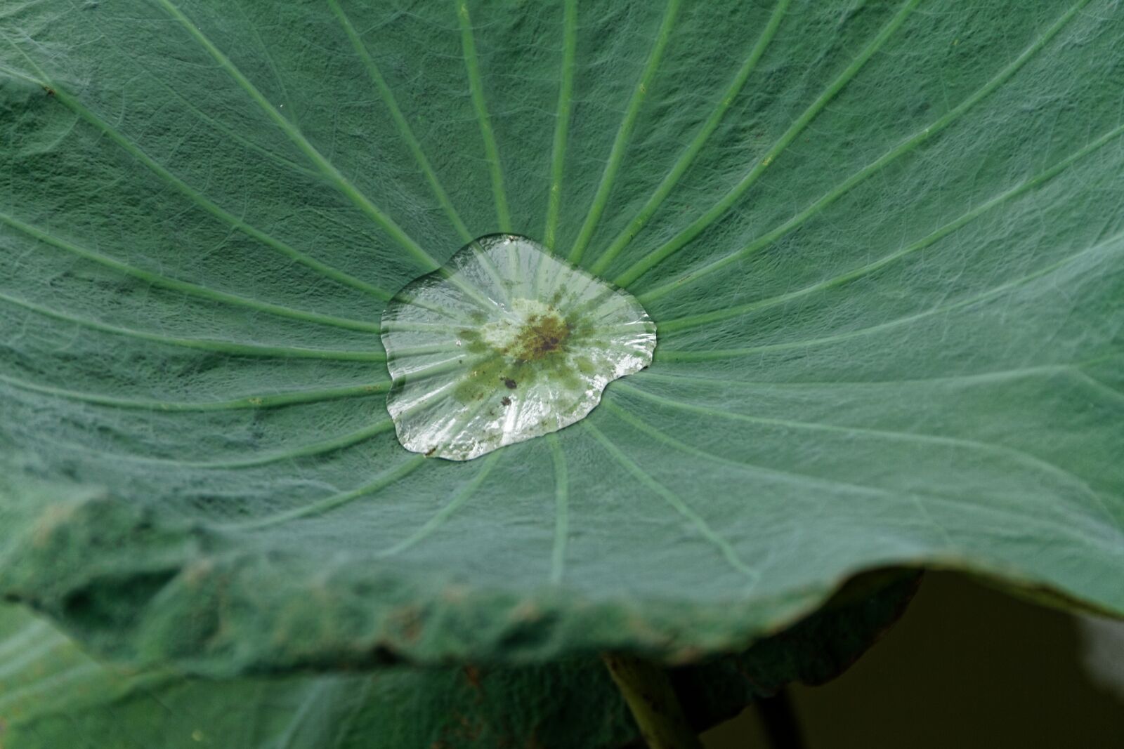 Canon EOS 7D sample photo. Lotus leaf, water, green photography