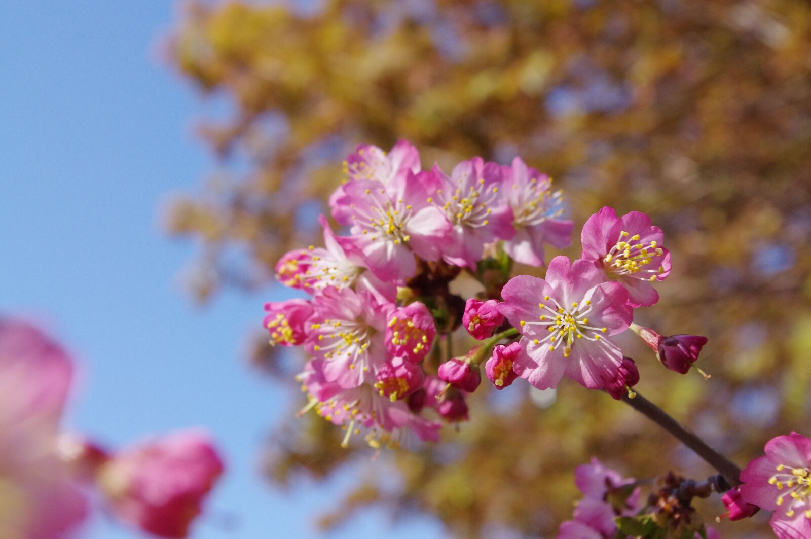 Pentax K-r sample photo. Sakura, flower, spring photography