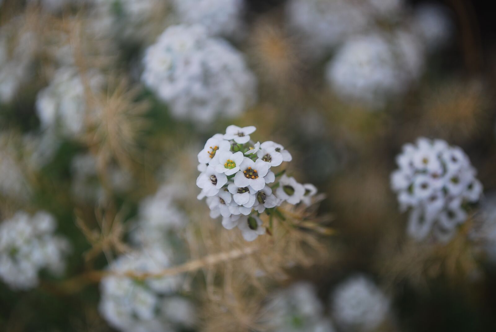 Nikon D60 sample photo. Flower, nature, plant photography