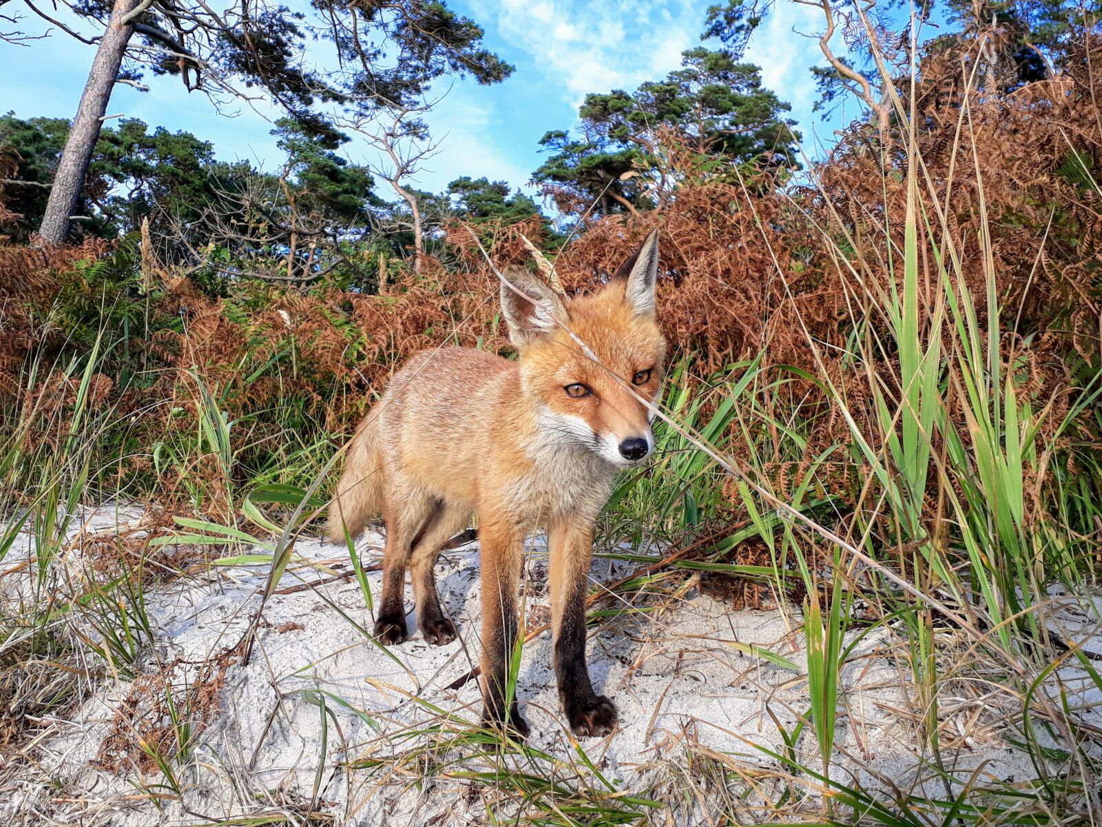 Samsung Galaxy A3(2017) sample photo. Fuchs, red fox, forest photography
