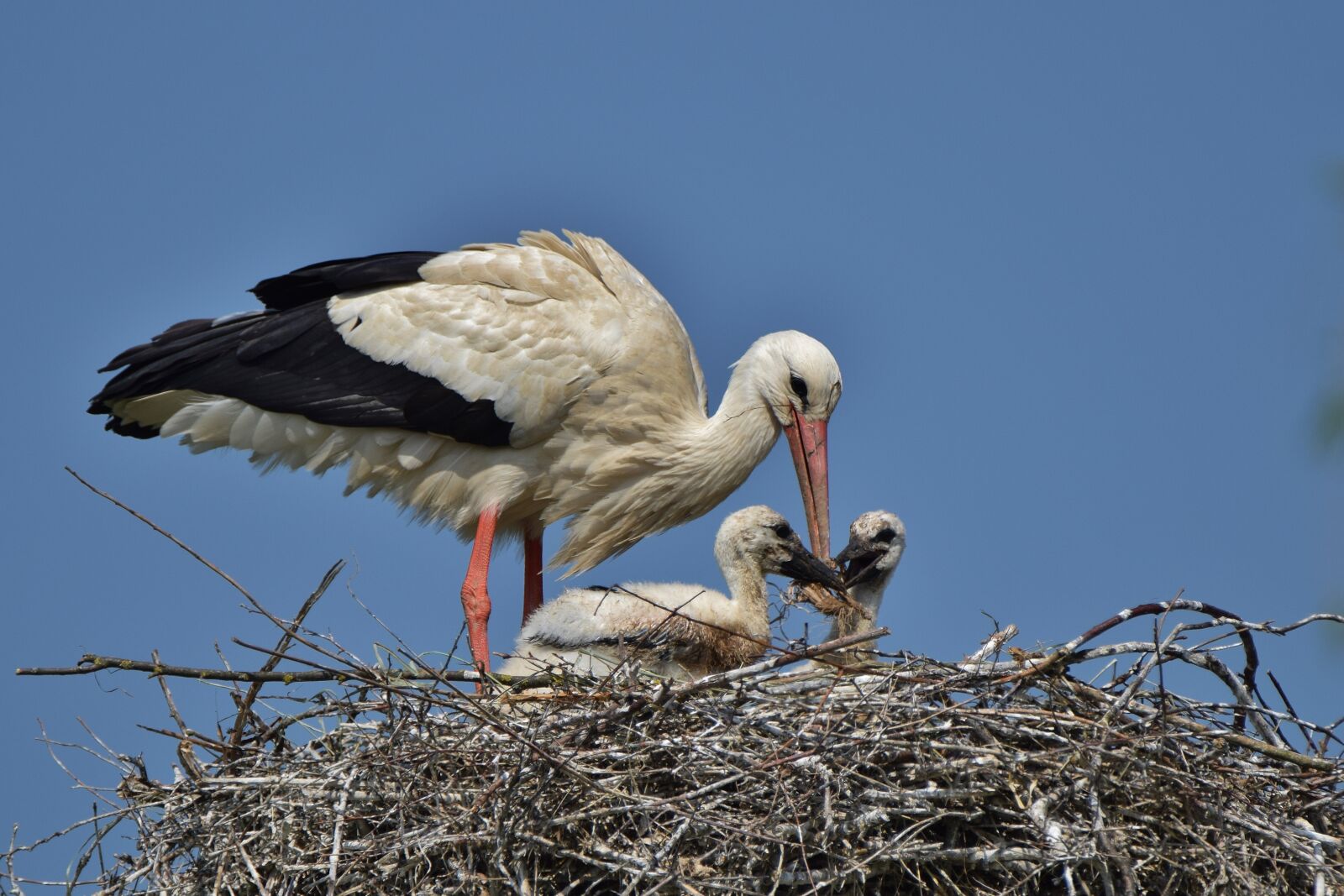 Nikon D5300 sample photo. White stork, storchennest, stork photography