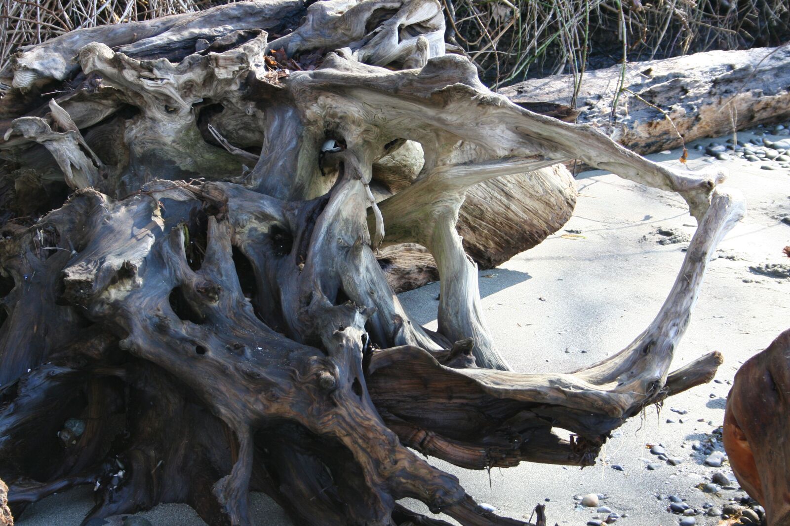 Canon EOS 350D (EOS Digital Rebel XT / EOS Kiss Digital N) sample photo. Driftwood, nature, sand photography