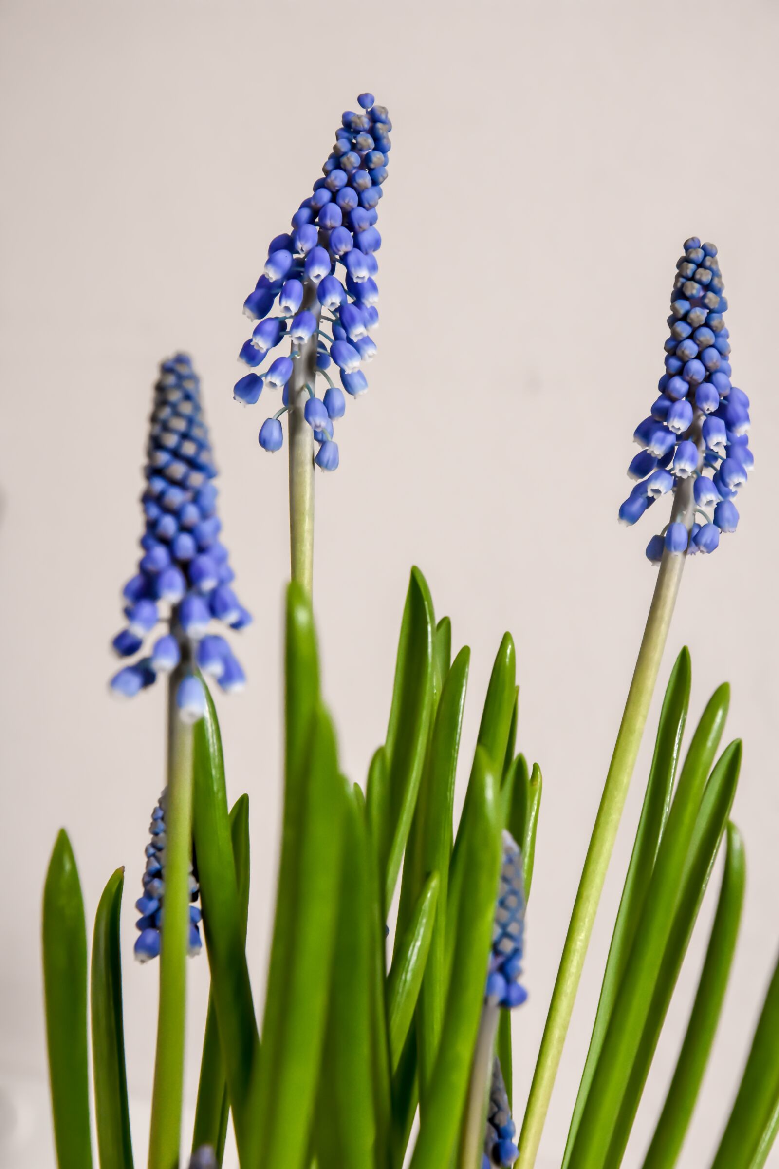 Nikon D7200 sample photo. Spring flowers, flowers, spring photography