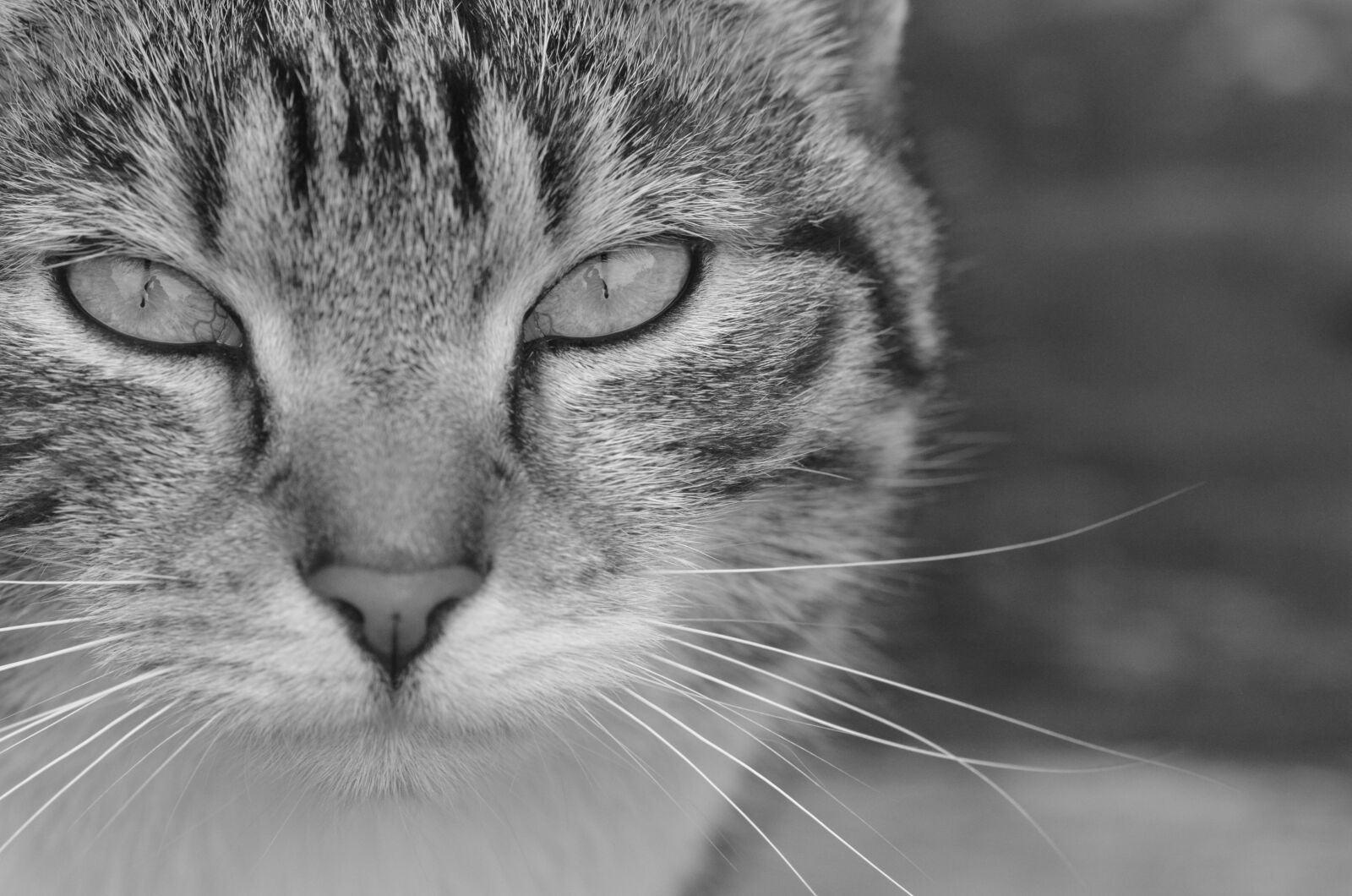 Nikon D5100 sample photo. Cat, photograph, animal photography
