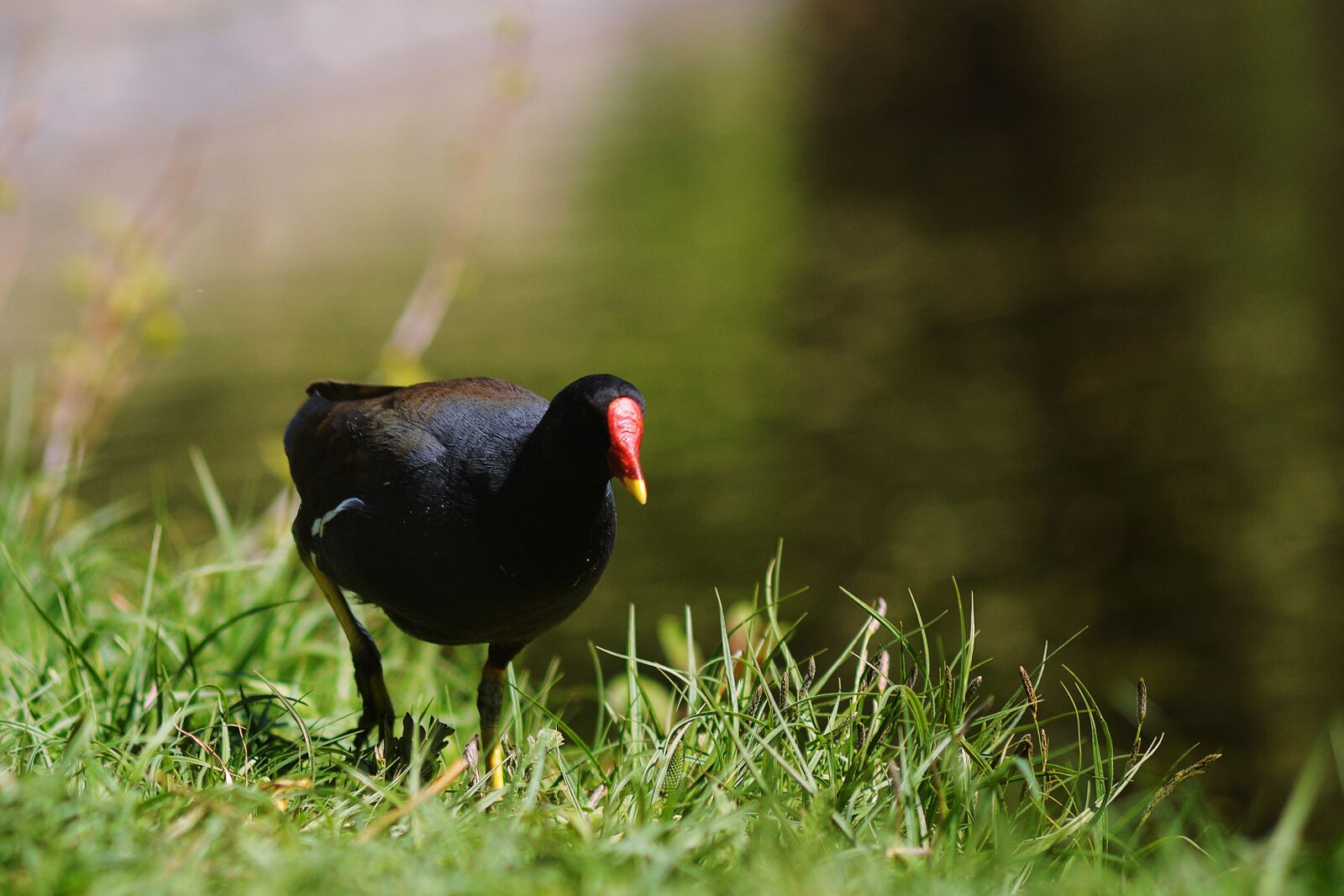 Nikon D610 sample photo. Duck, black, bird photography