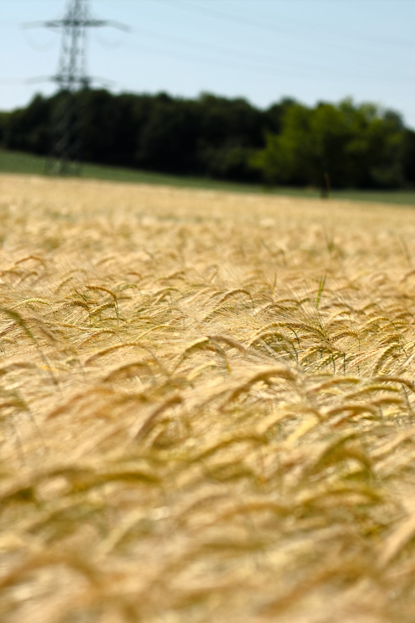Canon EOS 1100D (EOS Rebel T3 / EOS Kiss X50) + Canon EF 50mm F1.8 STM sample photo. Field, agriculture, cereals photography