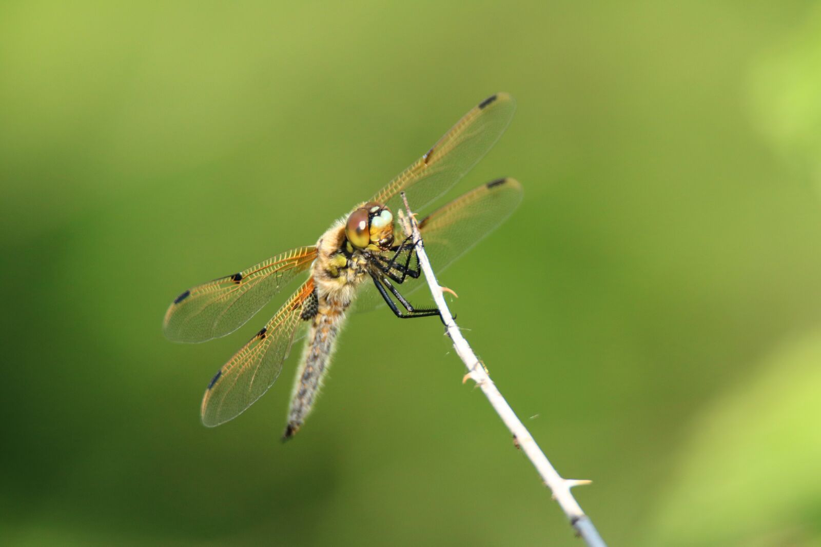 Tamron SP 150-600mm F5-6.3 Di VC USD sample photo. Dragonfly, wing, insect photography