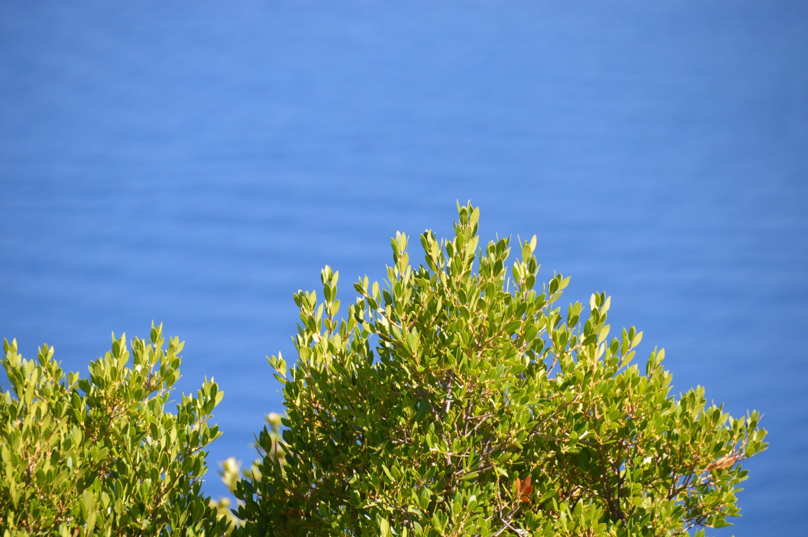 Nikon D3200 sample photo. Blue, sea, greece, green photography