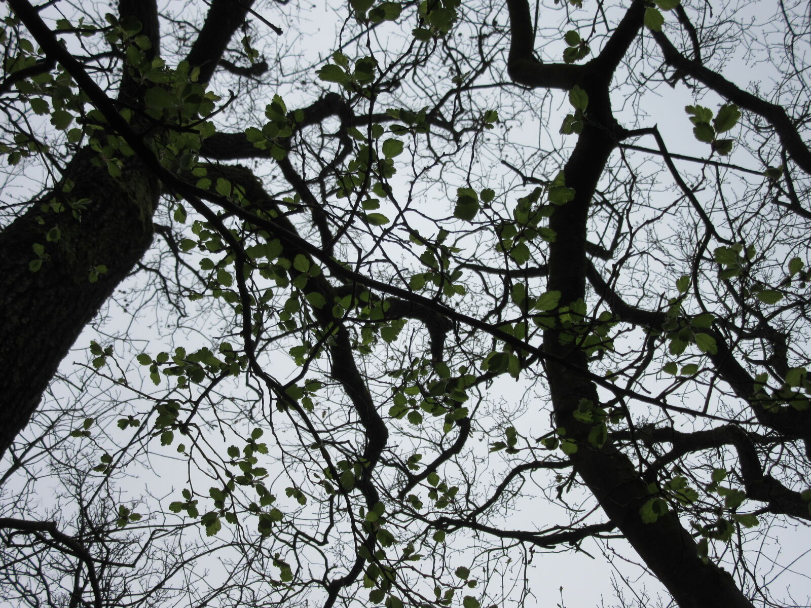 Canon PowerShot SX600 HS sample photo