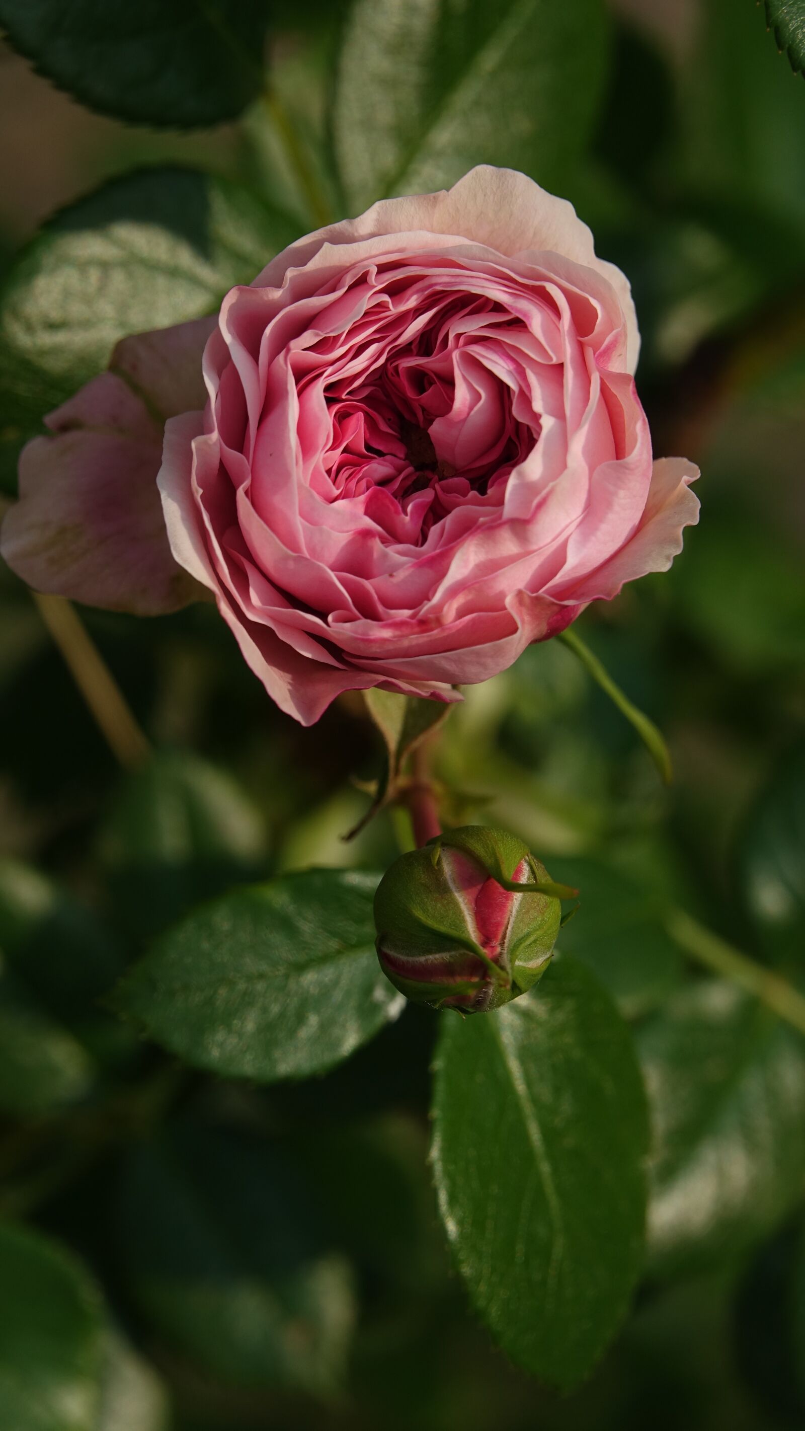 Sony Cyber-shot DSC-RX10 III sample photo. Pink, ronsard, nature photography