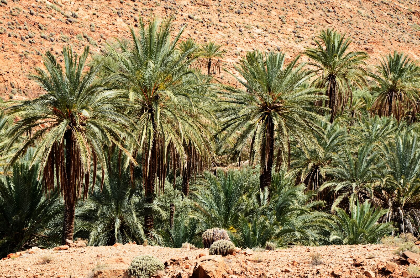 Nikon D5100 sample photo. Palm trees, morocco, marrakech photography