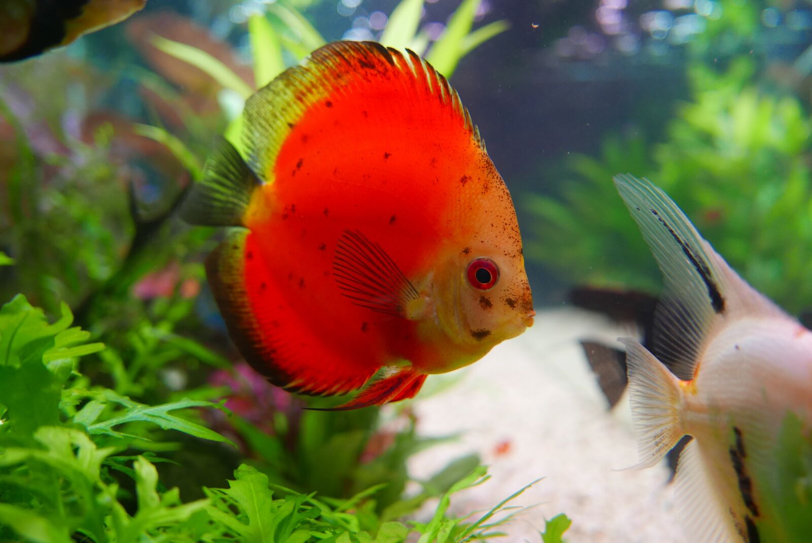 Panasonic Lumix DMC-LX100 sample photo. Fish, ornamental, aquarium photography