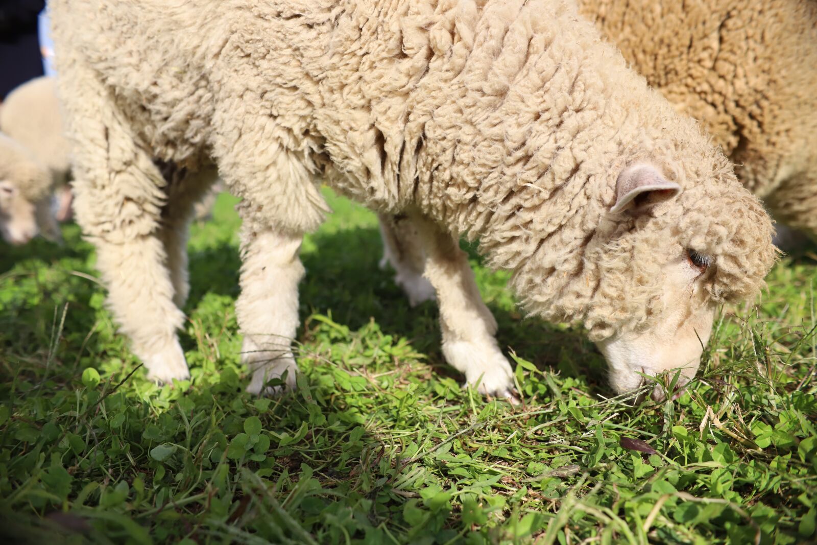 Canon EOS 6D Mark II sample photo. Lamb, animal, grass photography