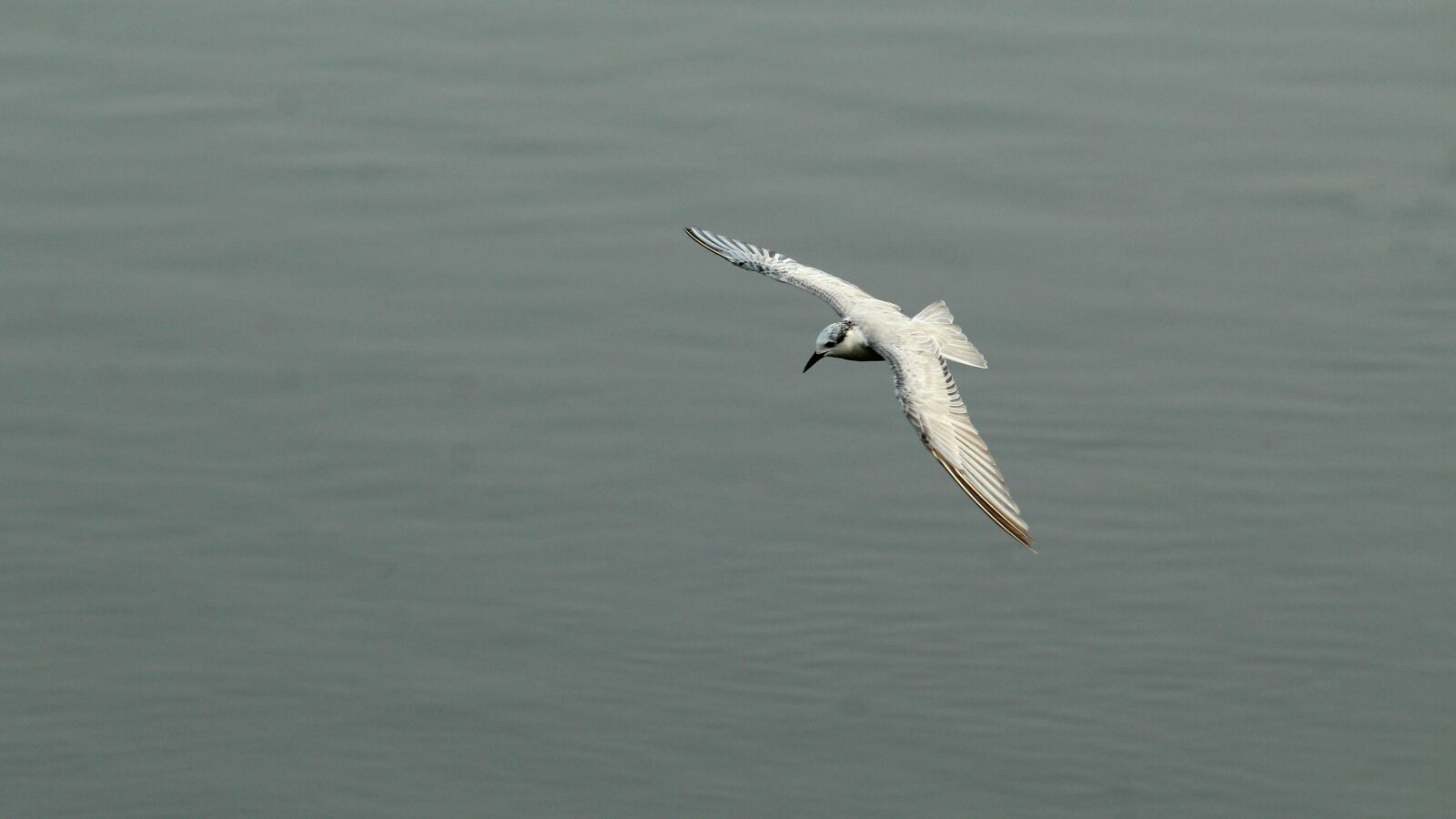 Canon EOS 1300D (EOS Rebel T6 / EOS Kiss X80) sample photo. Tern, whiskered, bird photography