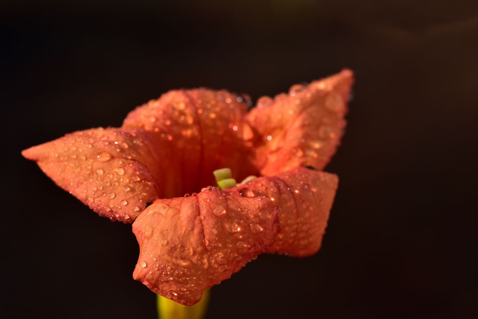 Nikon D750 sample photo. American climbing trumpet, climbing photography