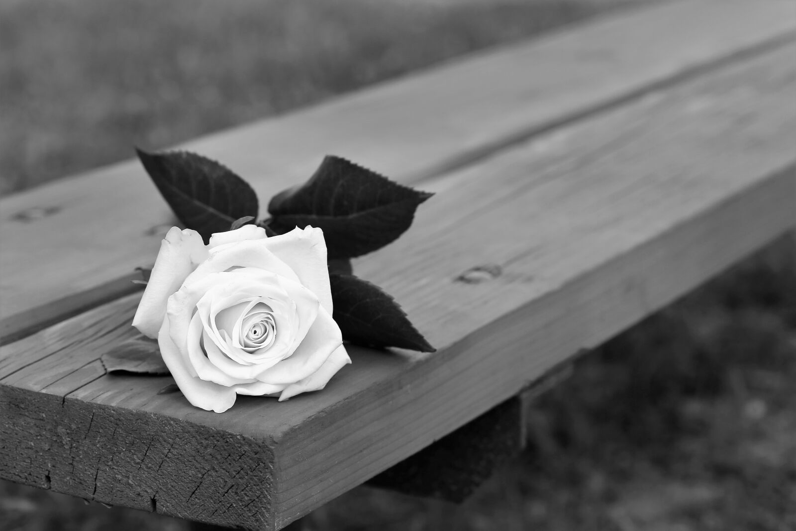 Canon EOS 6D + Canon EF 100mm F2.8 Macro USM sample photo. Rose on bench, dramatic photography