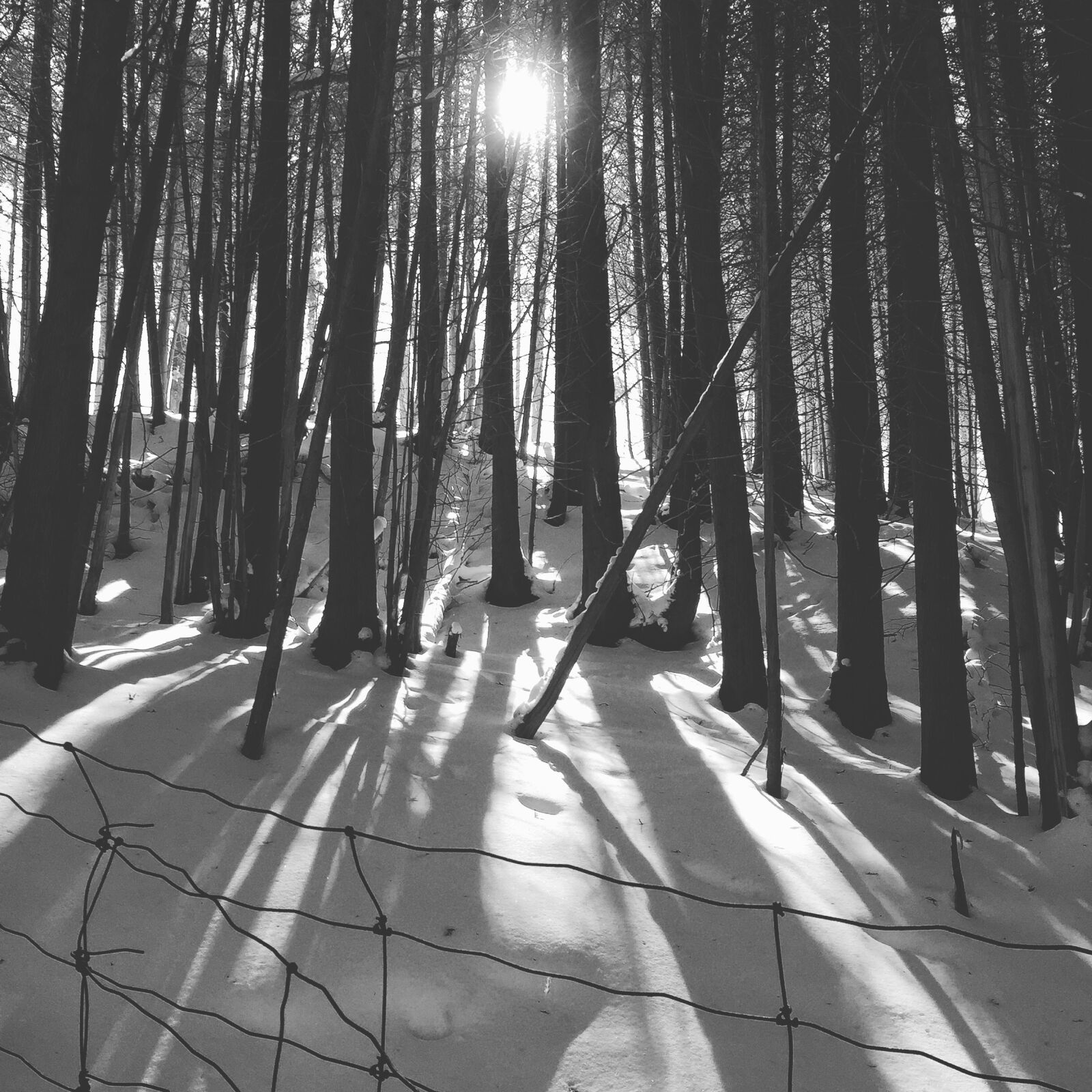 Apple iPhone 6 sample photo. Winter, snow, black and photography
