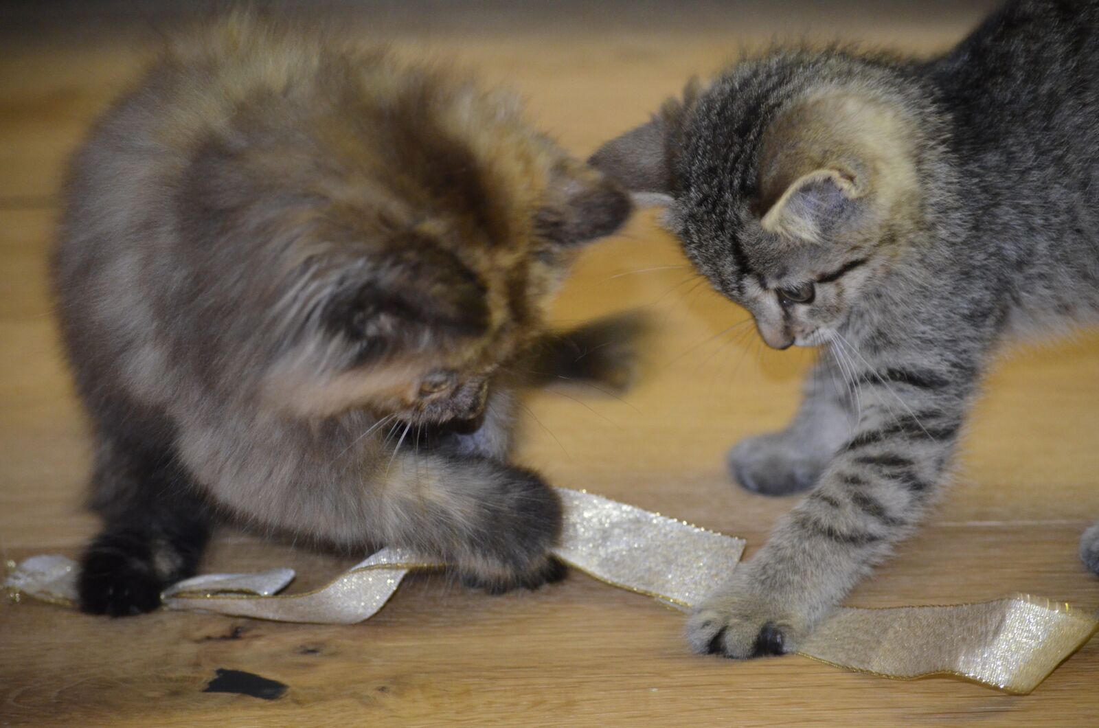 Nikon D5100 sample photo. Kitten, play, curiosity photography