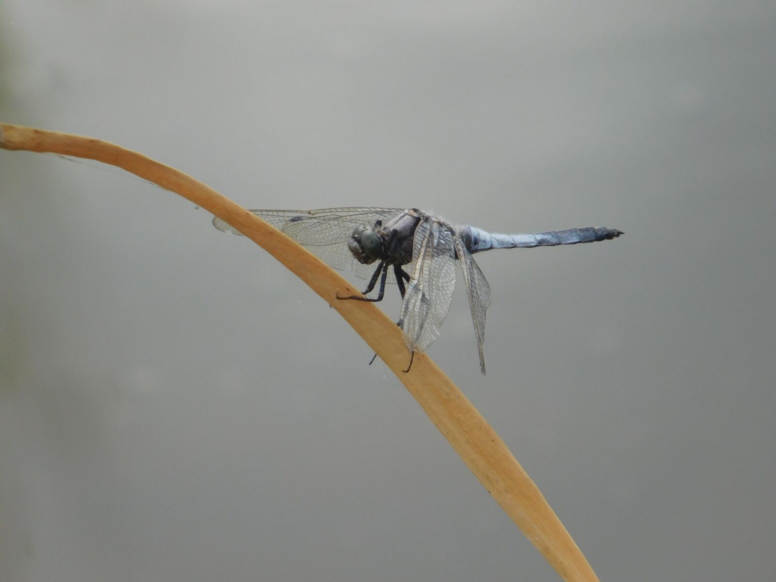 Nikon Coolpix L840 sample photo. Wildlife, dragonfly, insect, arthropod photography