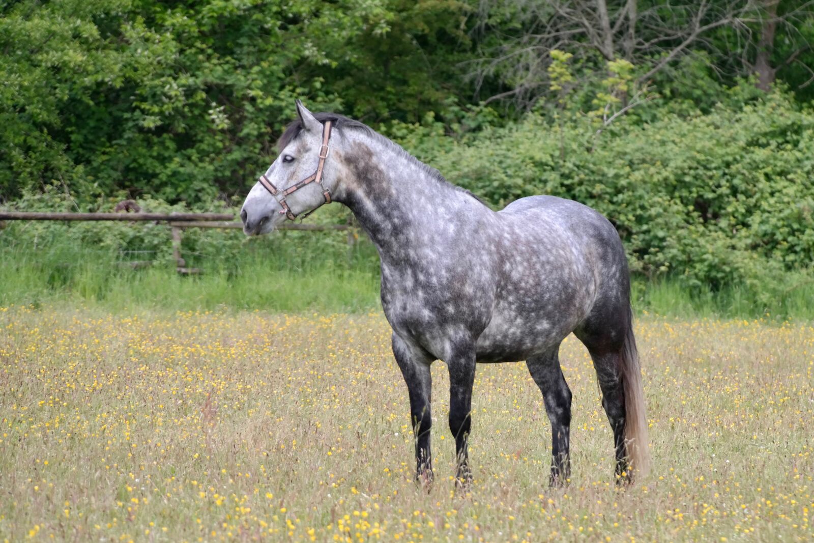 Samsung NX300 sample photo. Dapple, horse, neck photography