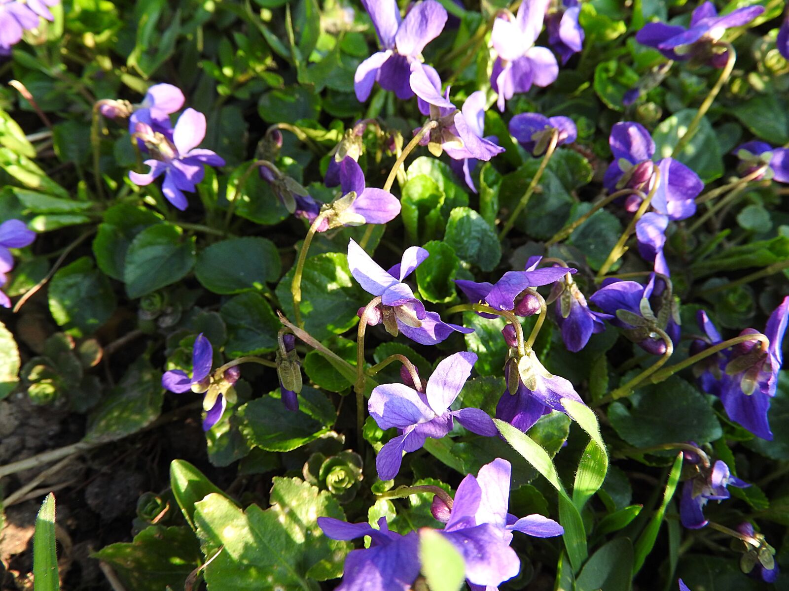 Nikon Coolpix P610 sample photo. Violet, flowers, flower photography