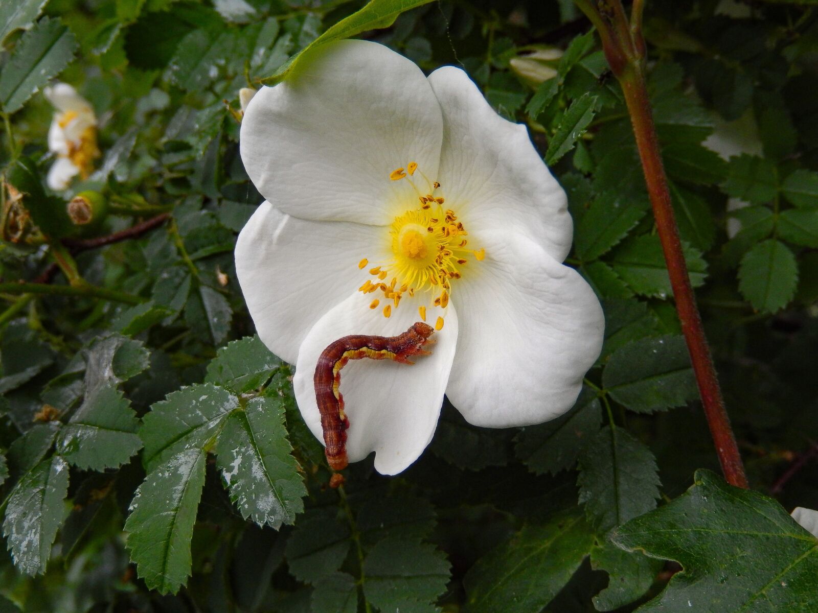 Nikon Coolpix S9500 sample photo. Wild rose, pink corymbifera photography