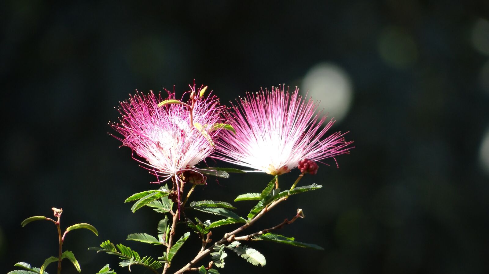 Sony DSC-HX200V sample photo. Flower, explosion color, brazil photography