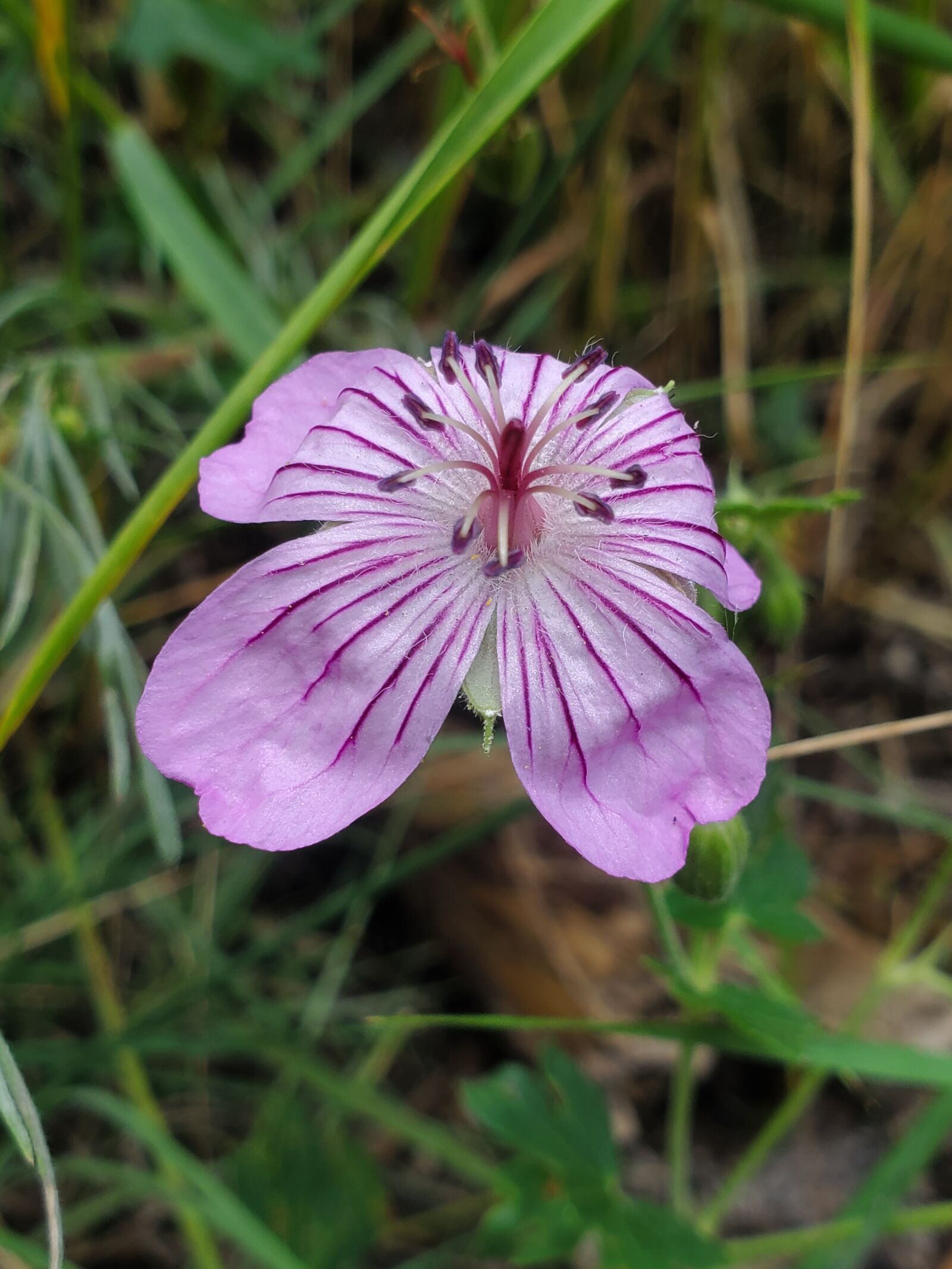 Samsung Galaxy S10e sample photo. Wildflower, beautiful, pink photography