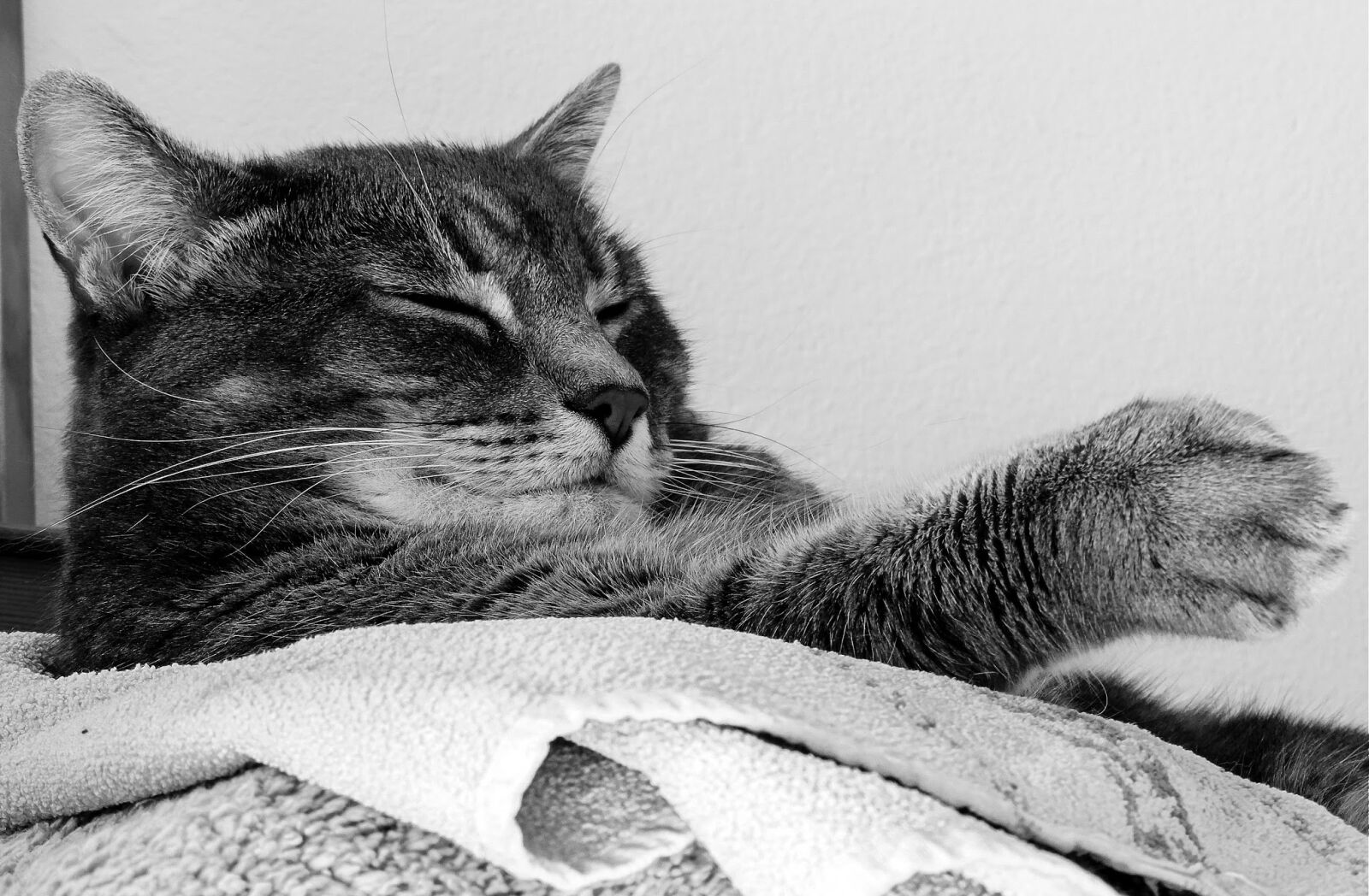 Nikon Coolpix P520 sample photo. Cat, cats, animal photography