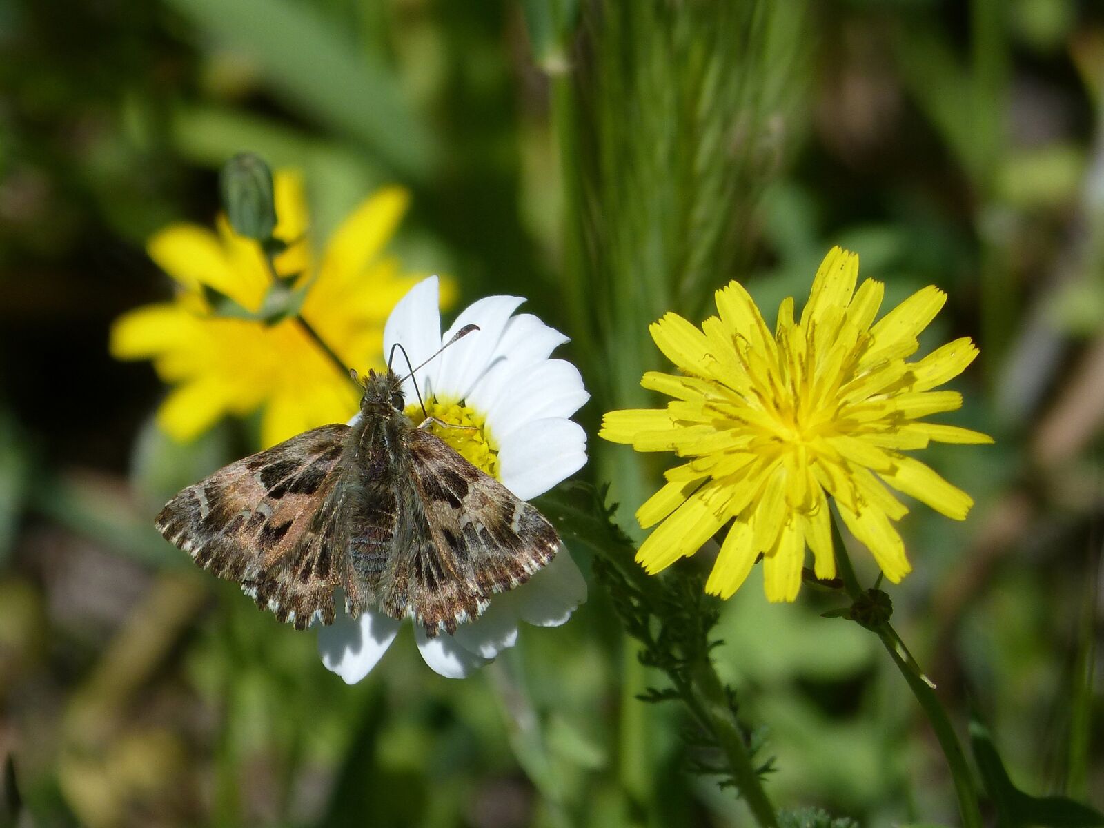 Panasonic DMC-FZ62 sample photo. Carcharodus alceae, butterfly, daisy photography