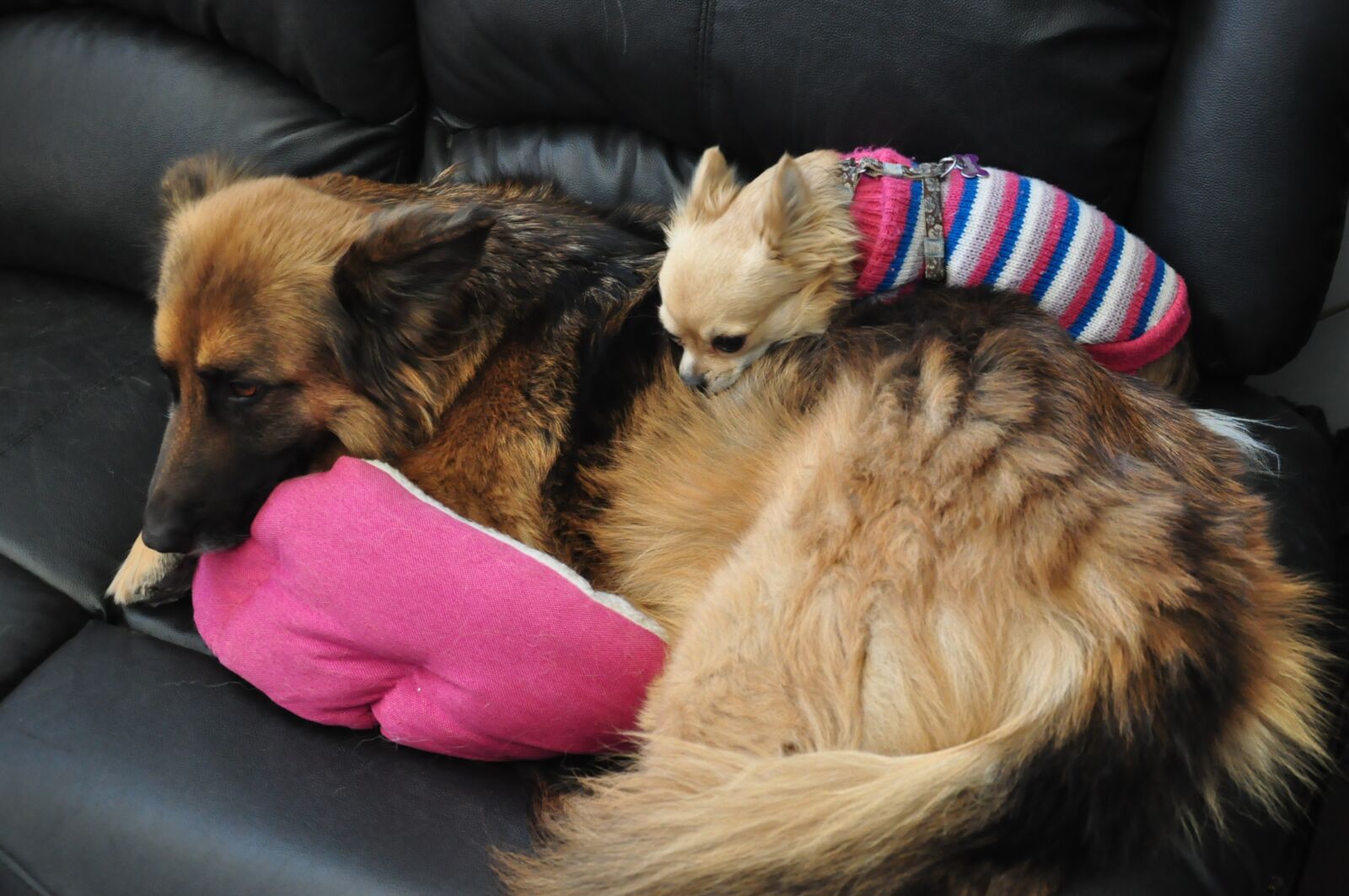 Nikon D5000 sample photo. Dog, chihuahua, german shepherd photography
