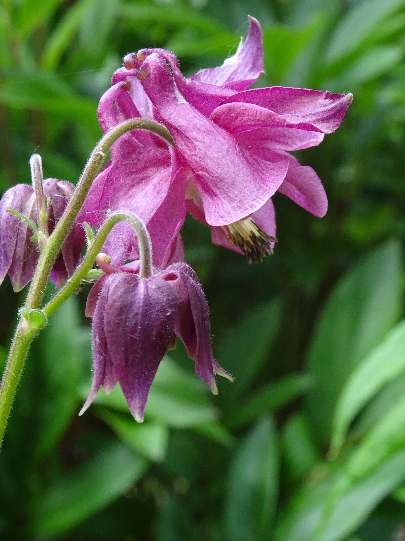 Sony Cyber-shot DSC-HX400V sample photo. Columbine, aquilegia, flower photography