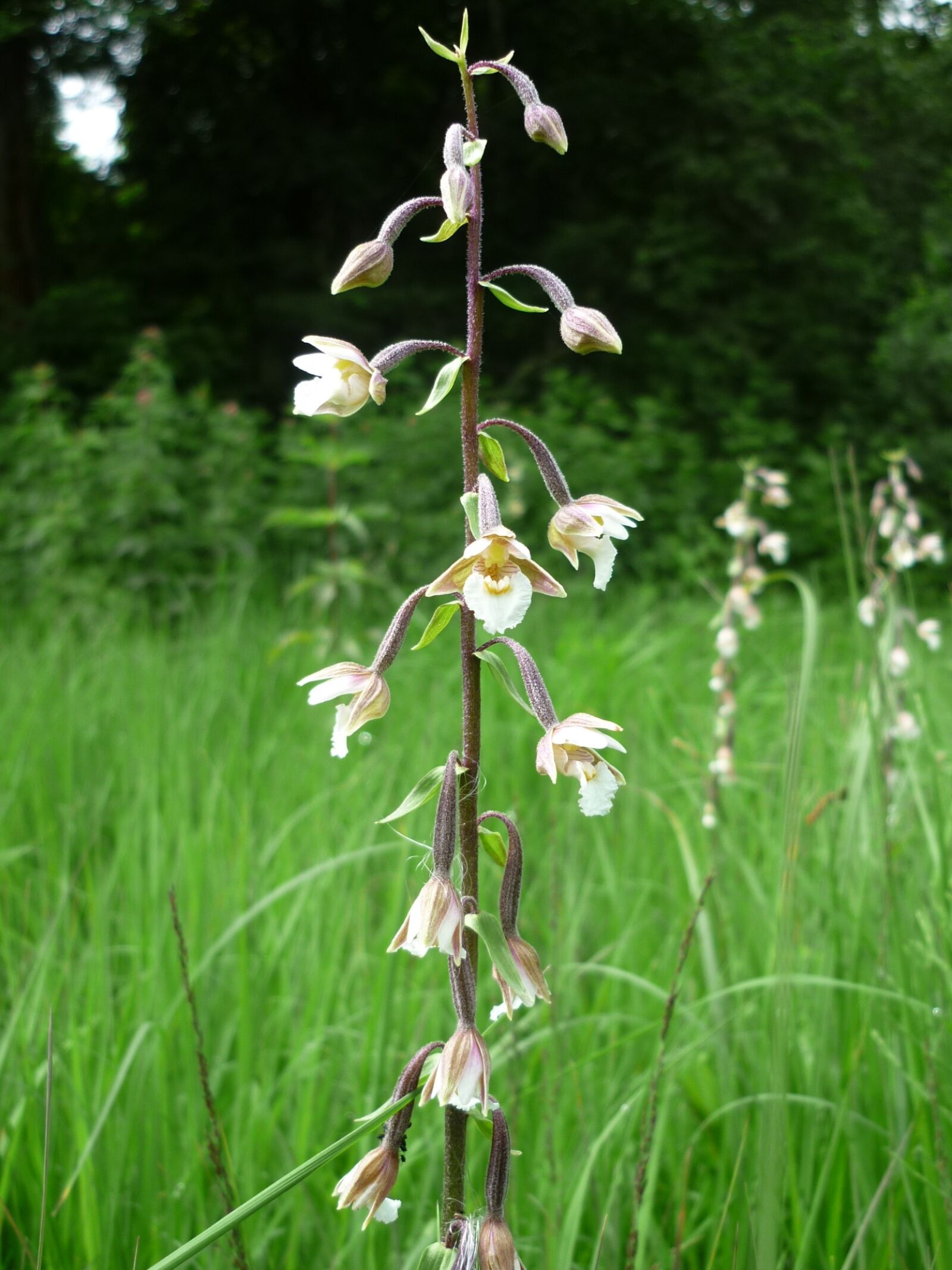 Panasonic Lumix DMC-FS6 sample photo. Marsh helleborine, german orchid photography
