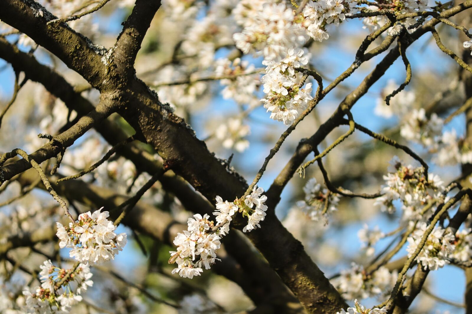 Canon EOS 200D (EOS Rebel SL2 / EOS Kiss X9) sample photo. Cherry tree, cherry blossoms photography