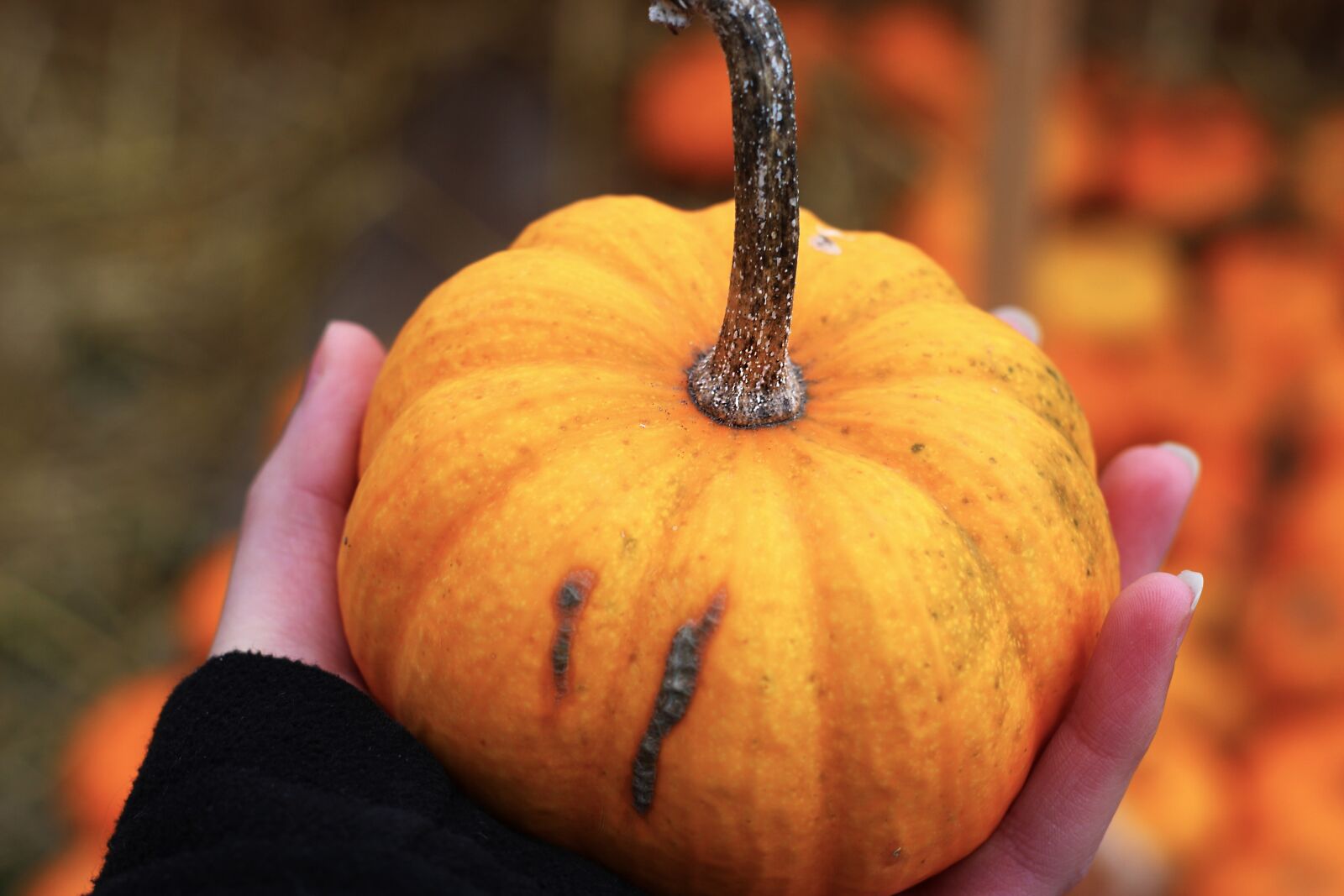 Canon EOS 700D (EOS Rebel T5i / EOS Kiss X7i) sample photo. Pumpkin, photography, orange photography