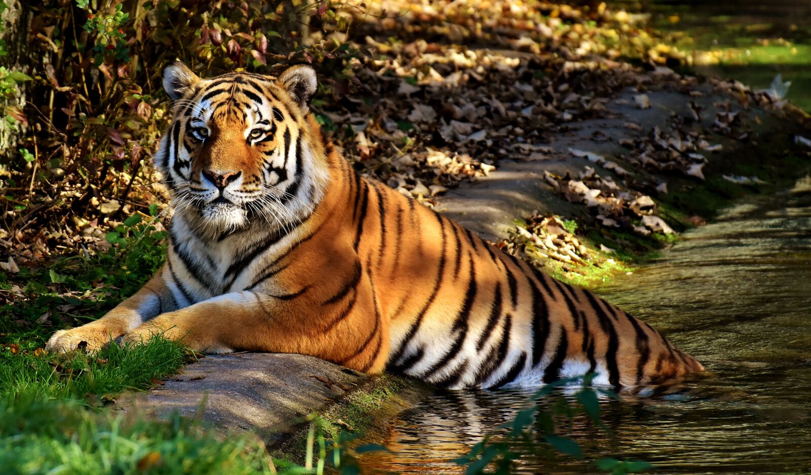 Nikon D7200 sample photo. Tiger, predator, fur photography