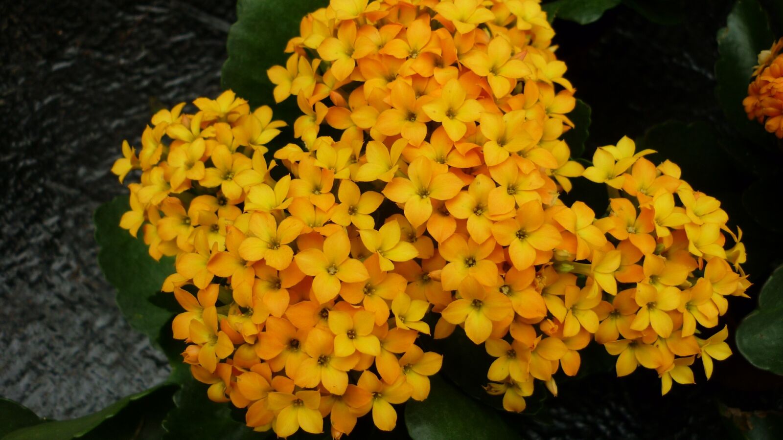 Panasonic Lumix DMC-FS6 sample photo. Stonecrop, flower, yellow orange photography