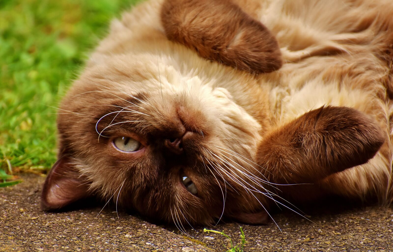 Nikon D7200 sample photo. British shorthair, cat, animal photography