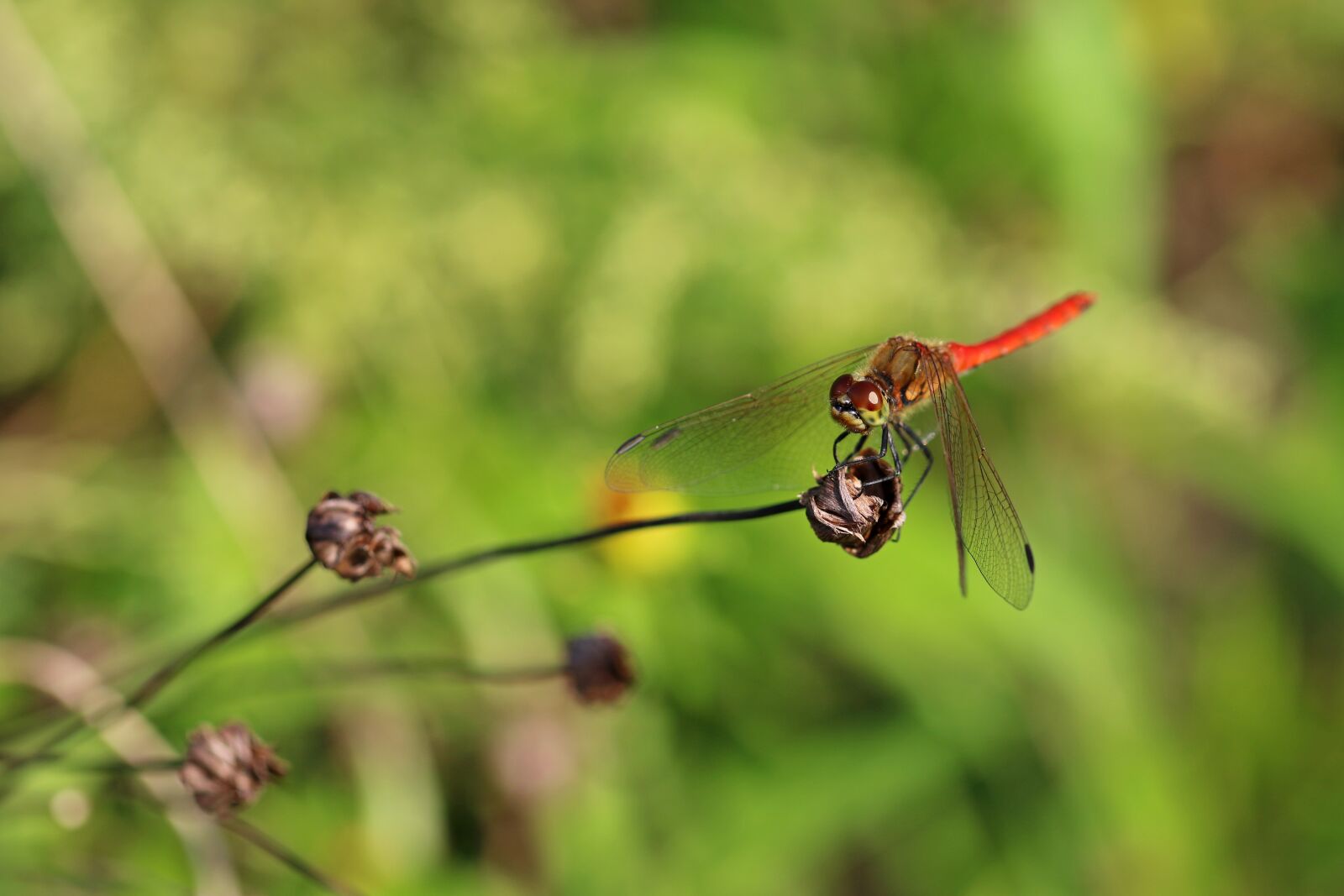 Canon EF 100mm F2.8L Macro IS USM sample photo. Dragonfly, insects, nature photography