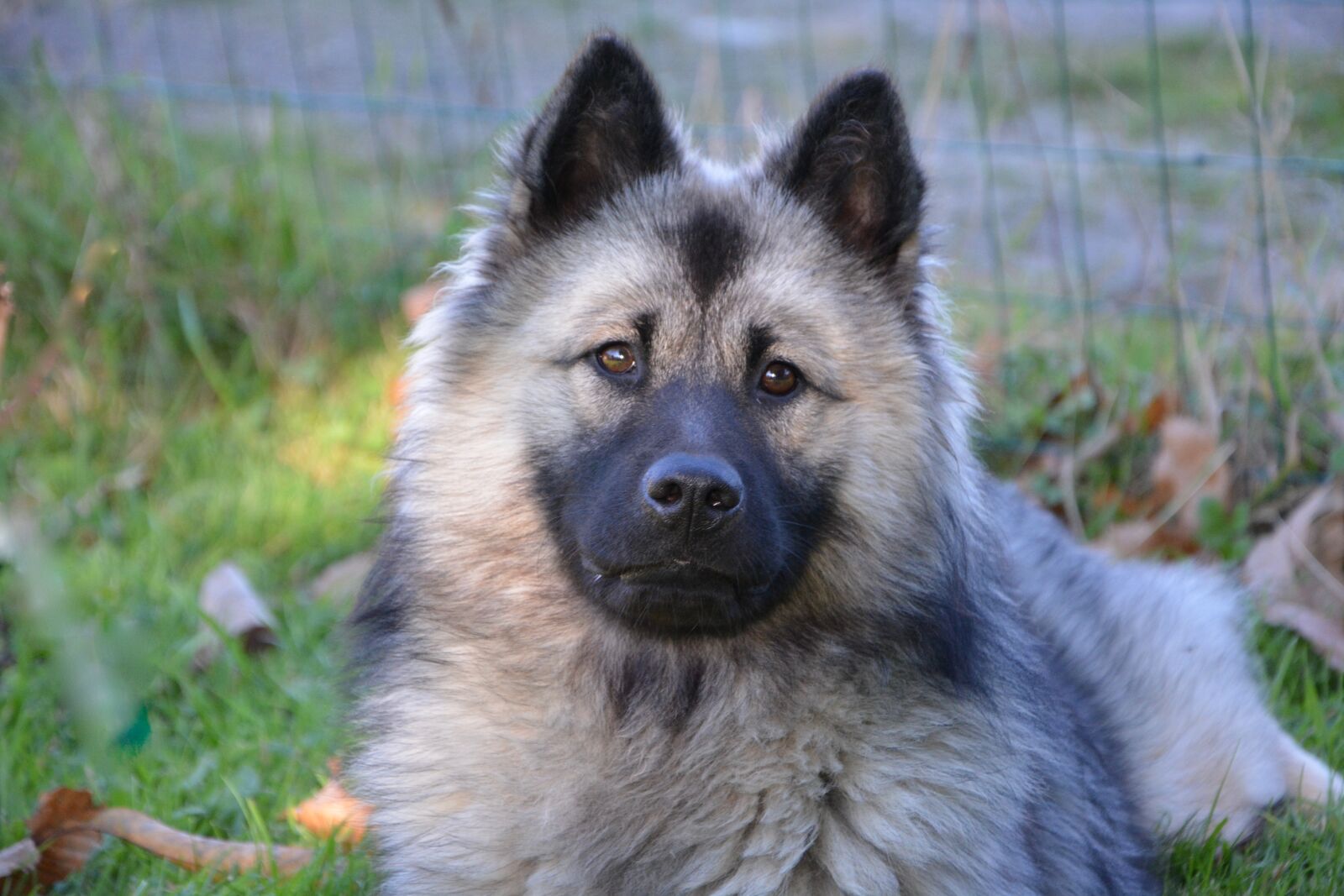 Nikon D5200 sample photo. Dog, bitch, dog eurasier photography