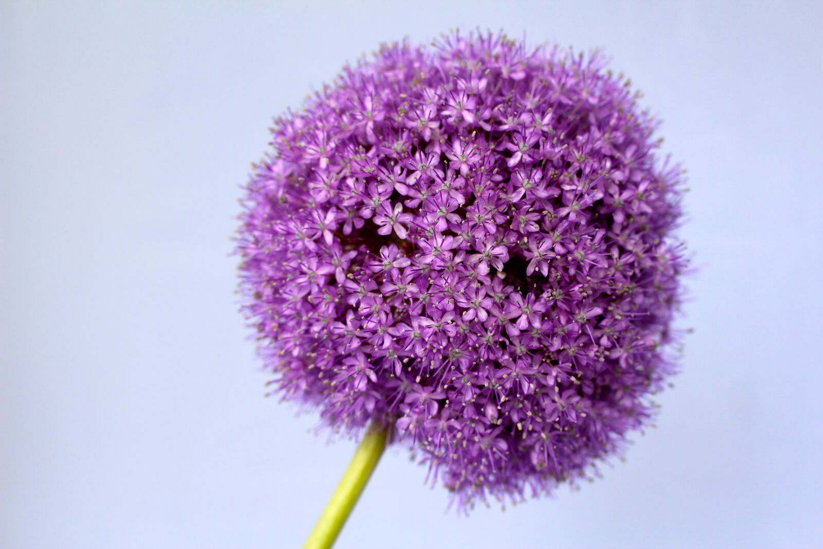 Canon EOS 600D (Rebel EOS T3i / EOS Kiss X5) + Canon EF 50mm F1.4 USM sample photo. Allium, purple, ball photography
