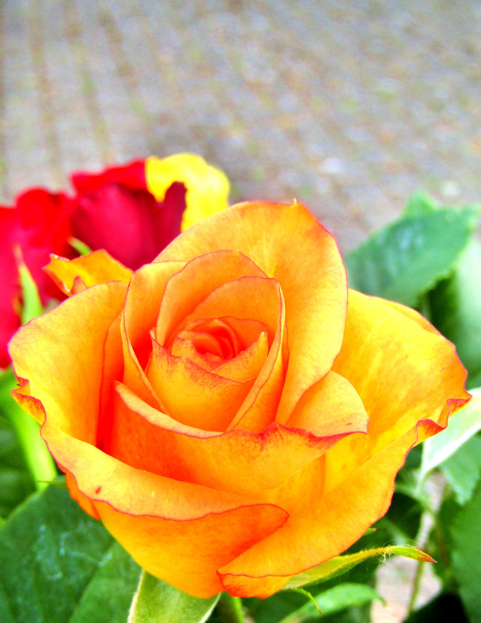 Canon POWERSHOT SX432 IS sample photo. Flowers, roses, yellow photography