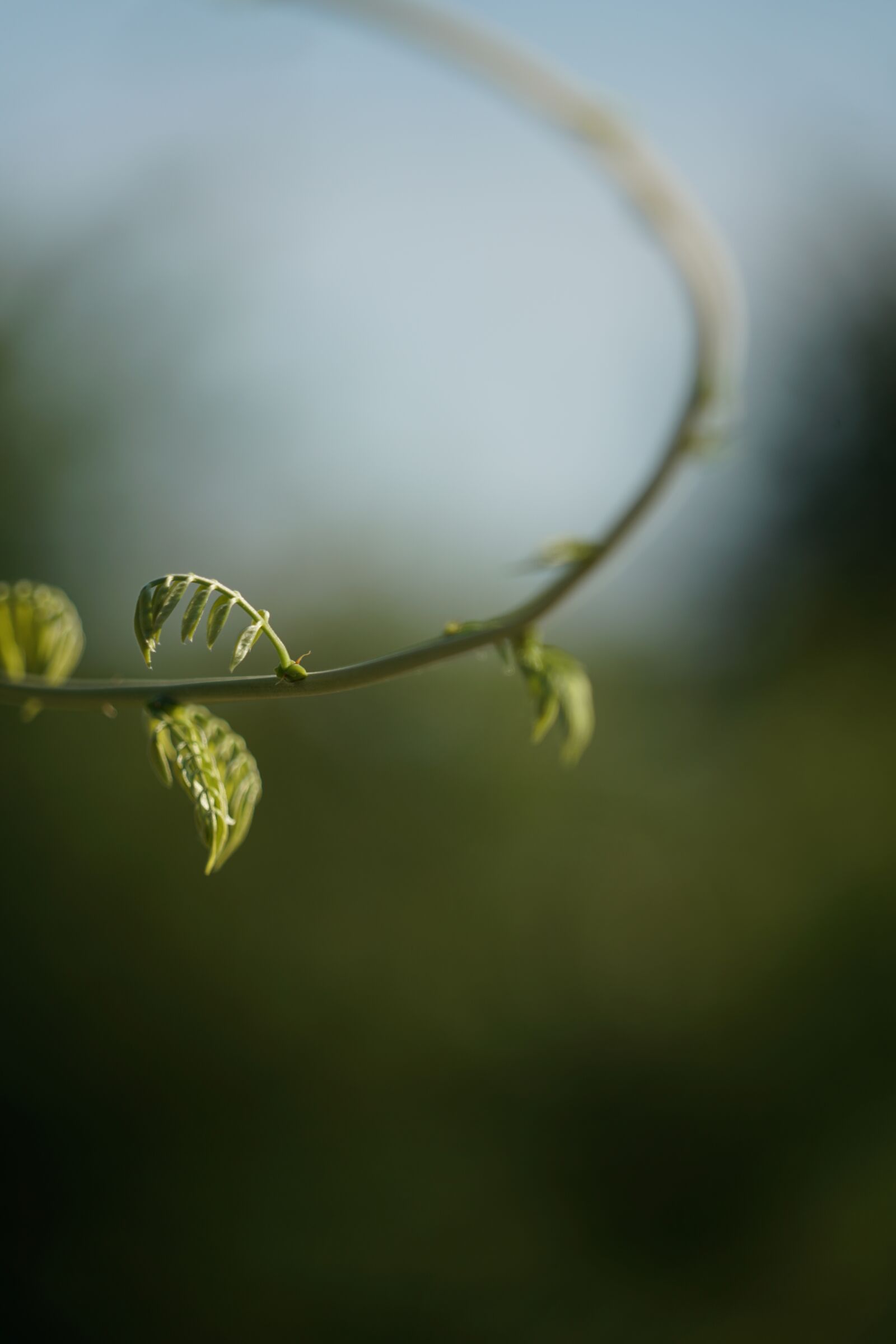 Sony a7R II + Sony FE 24-240mm F3.5-6.3 OSS sample photo. Plant, nature, green photography