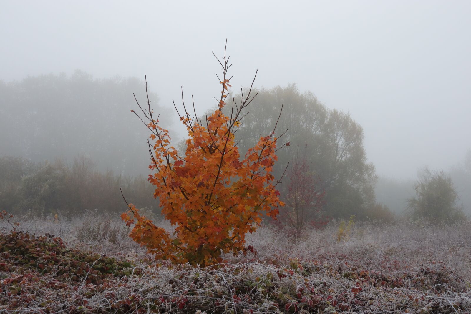 Canon EOS 800D (EOS Rebel T7i / EOS Kiss X9i) sample photo. Sunrise, mist, autumn leaves photography