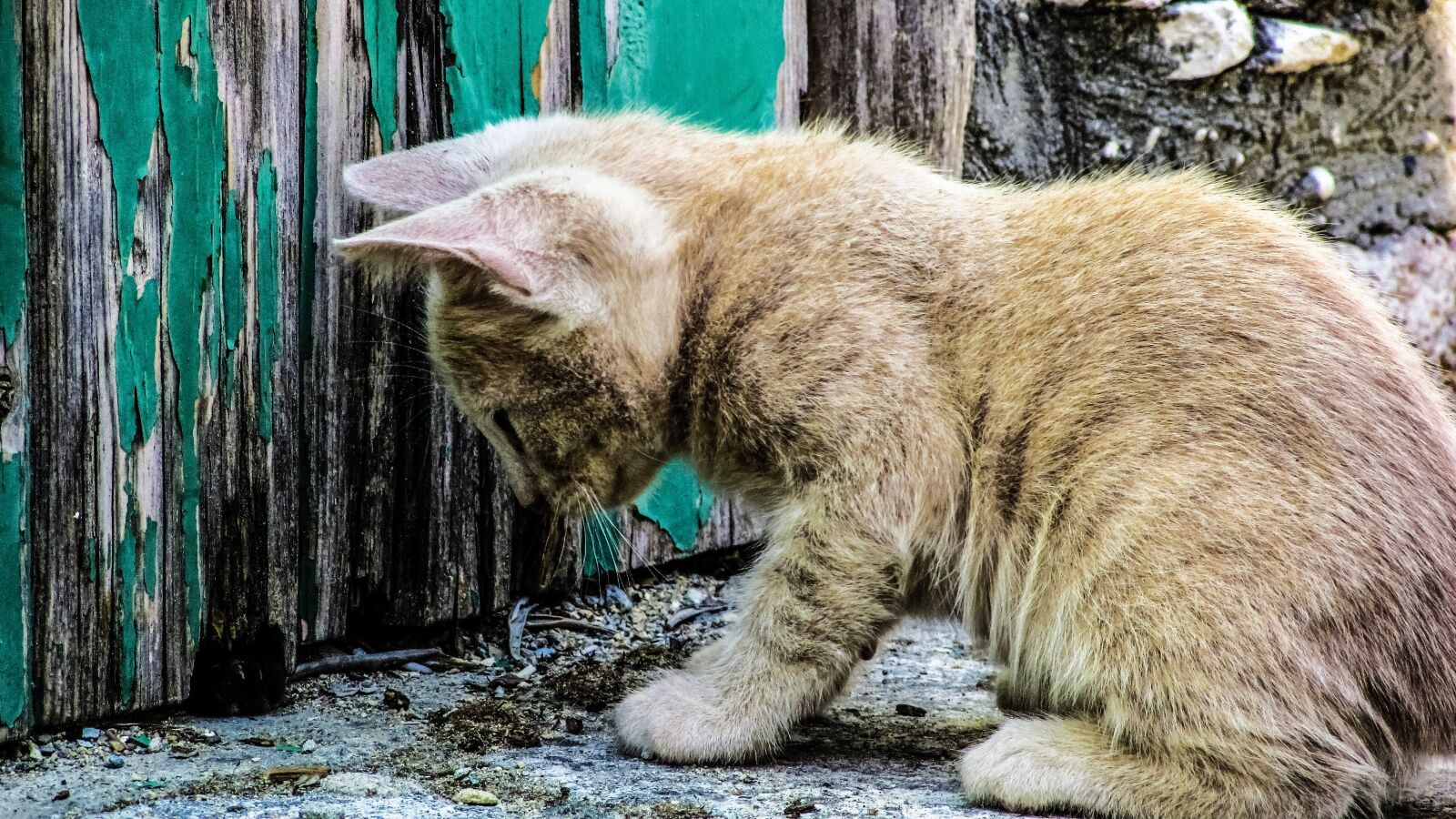 Canon PowerShot SX400 IS sample photo. Cat, young, kitten photography